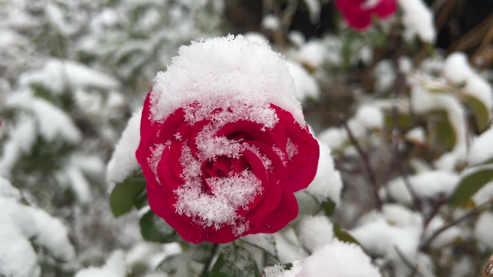 First snowfall of the season in Toronto, Canada