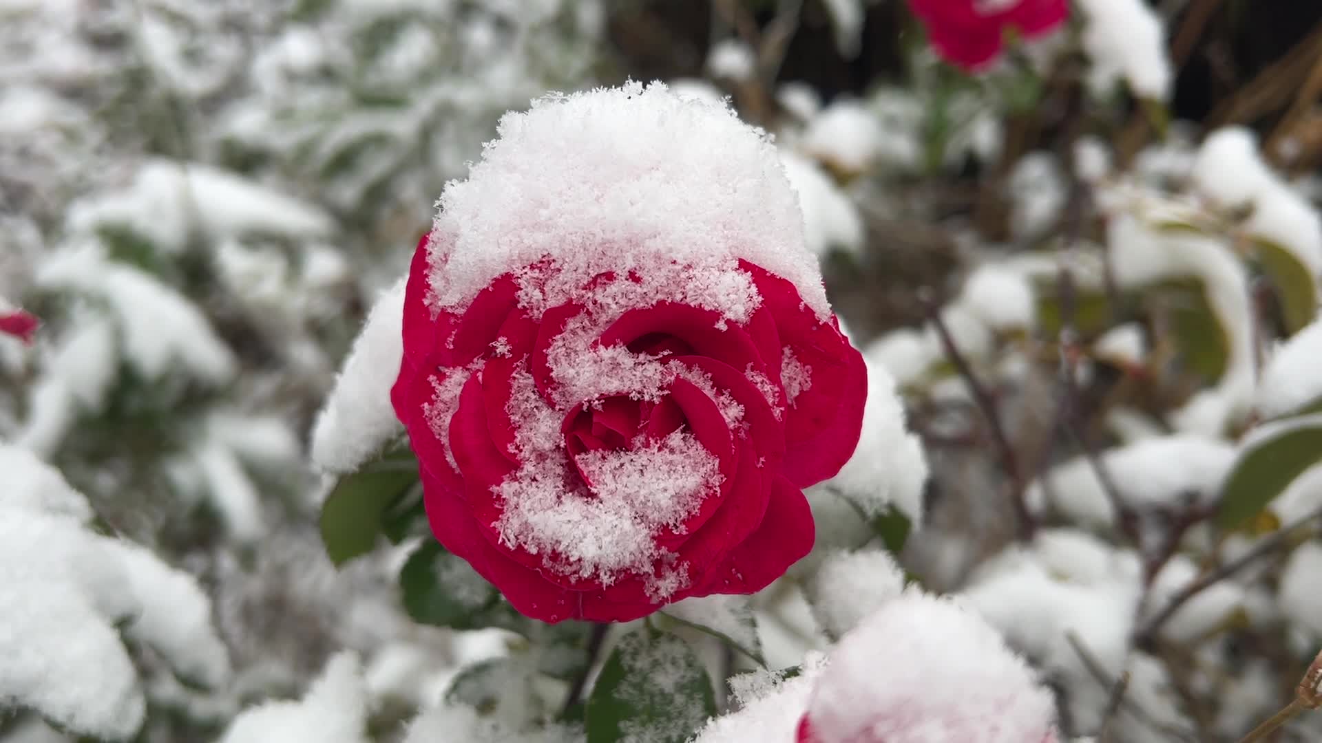 First snowfall of the season in Toronto, Canada