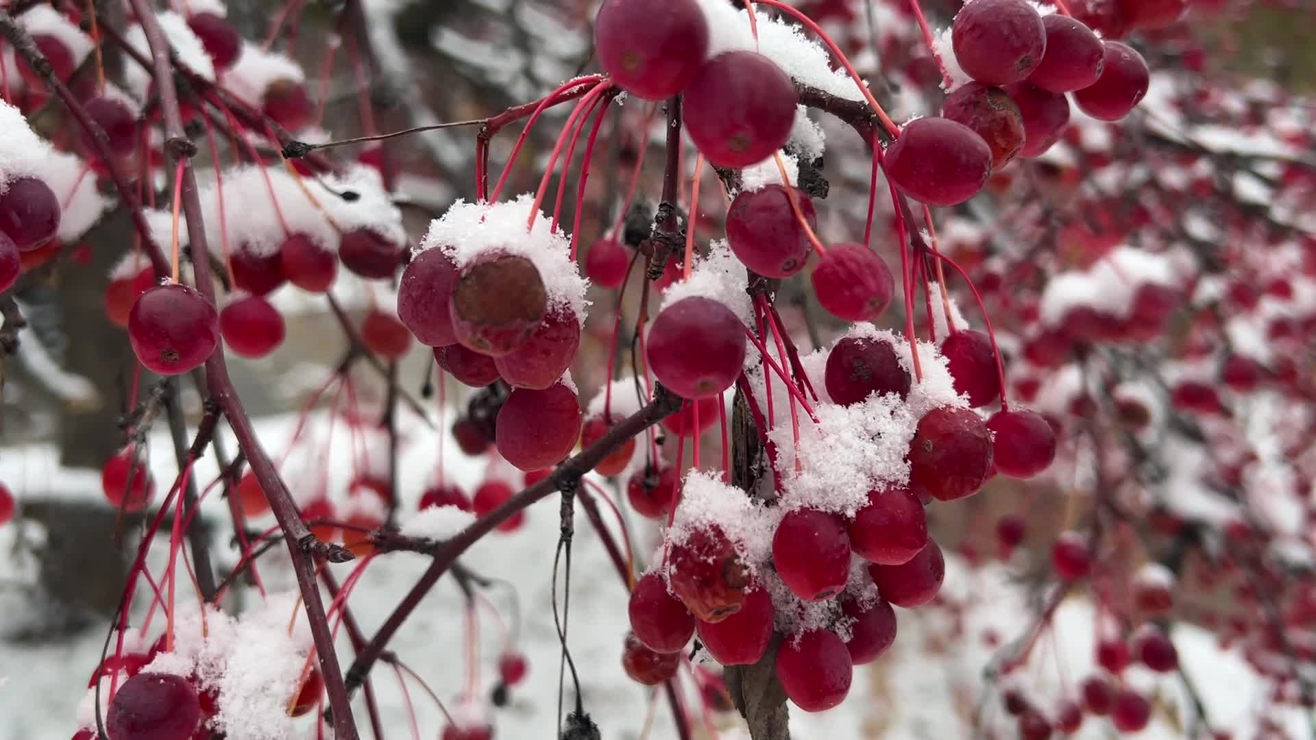 First snowfall of the season in Toronto, Canada
