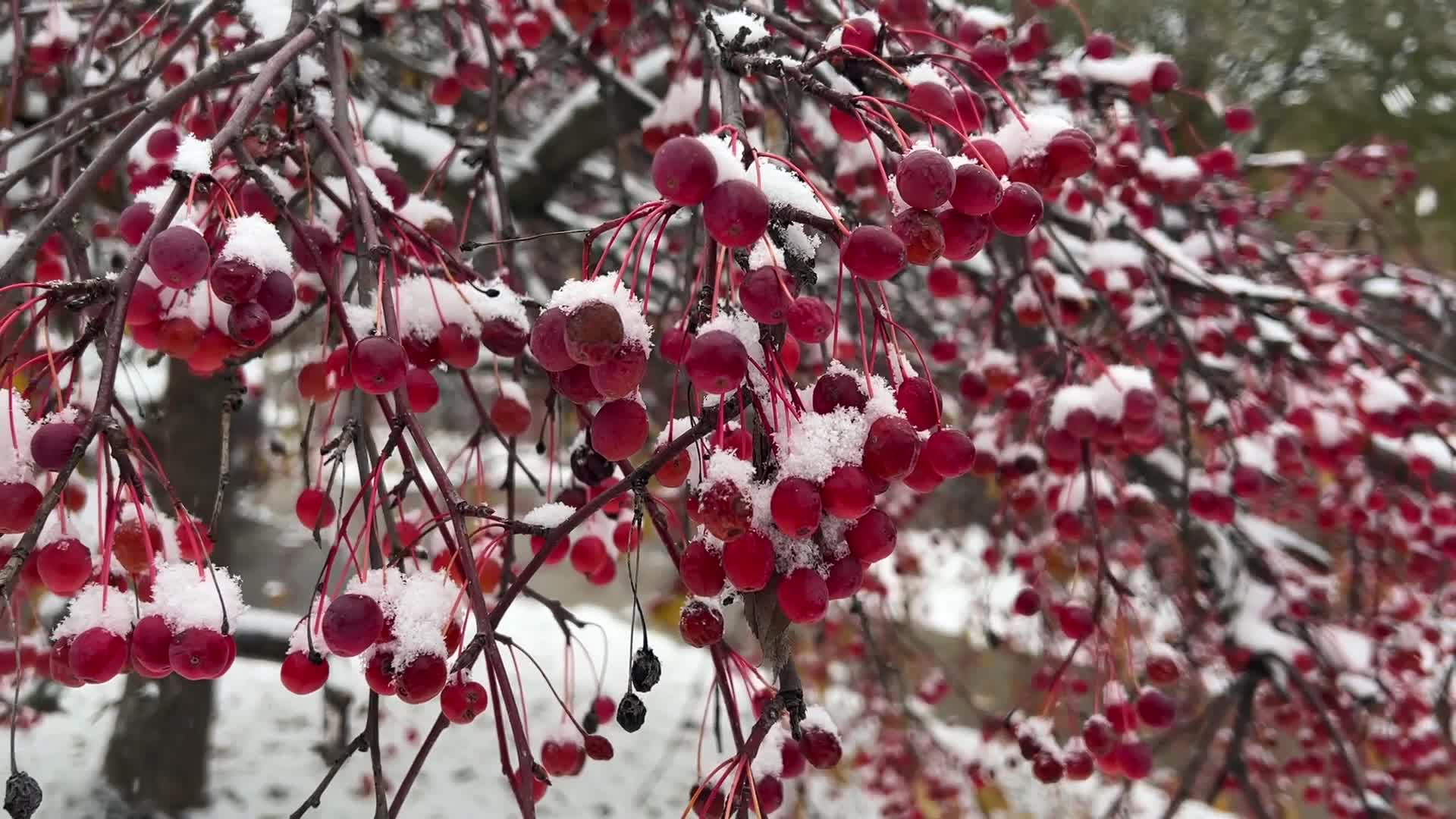 First snowfall of the season in Toronto, Canada