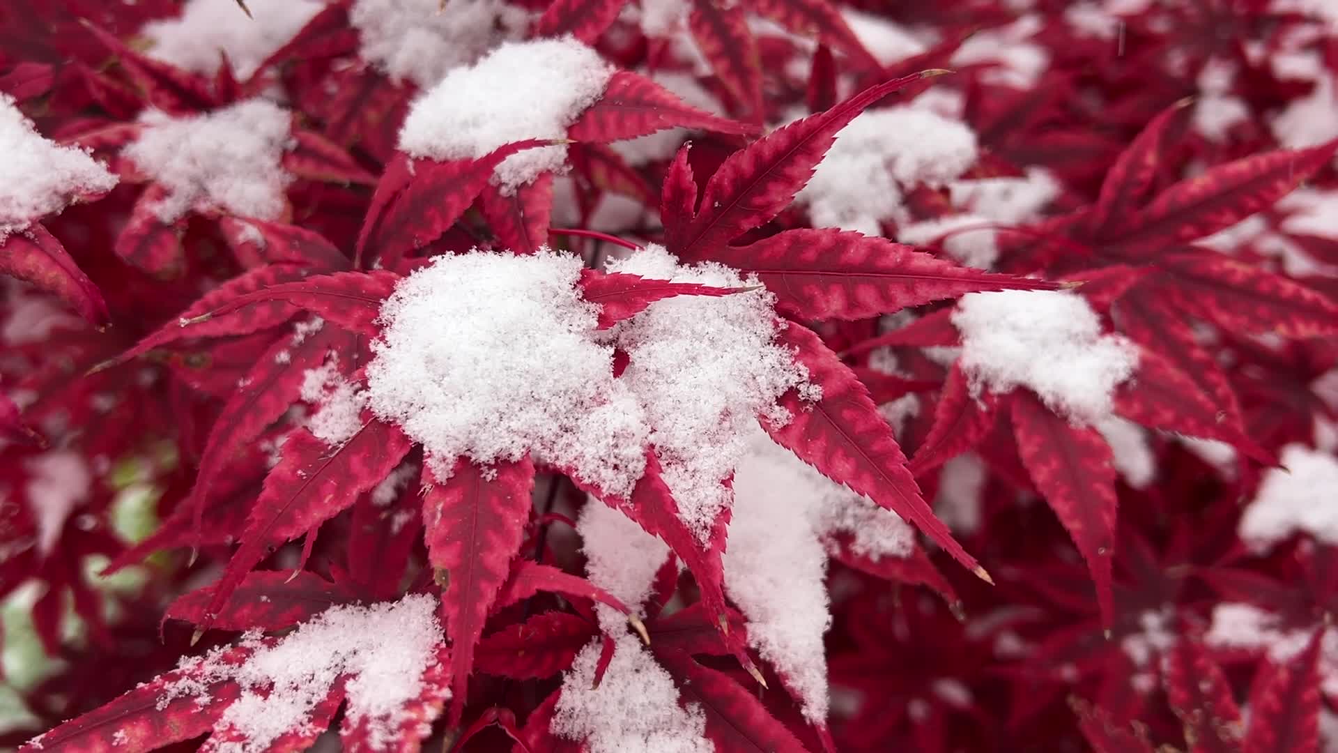 First snowfall of the season in Toronto, Canada