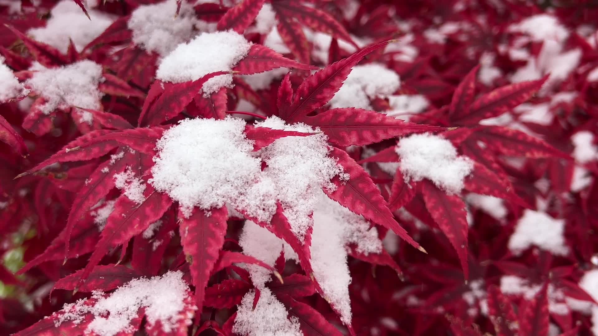 First snowfall of the season in Toronto, Canada