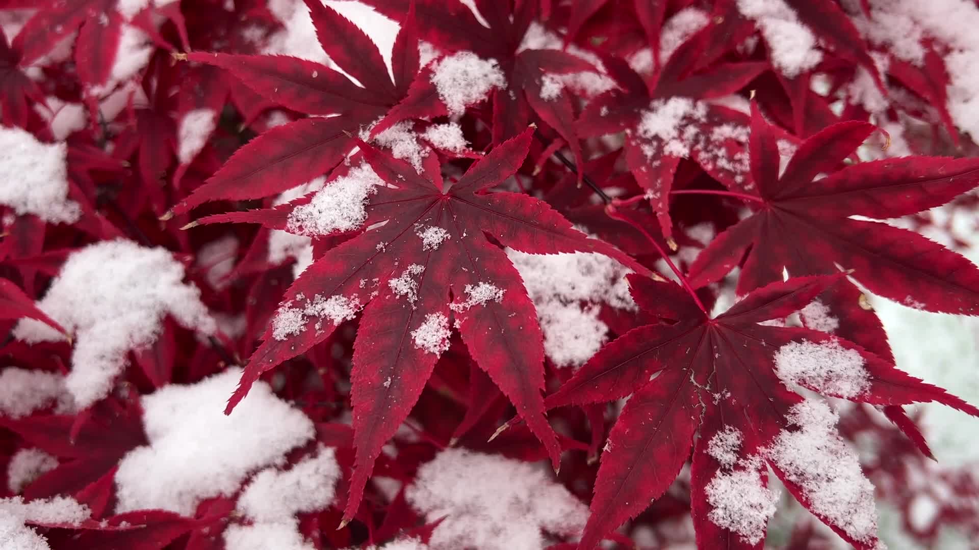 First snowfall of the season in Toronto, Canada