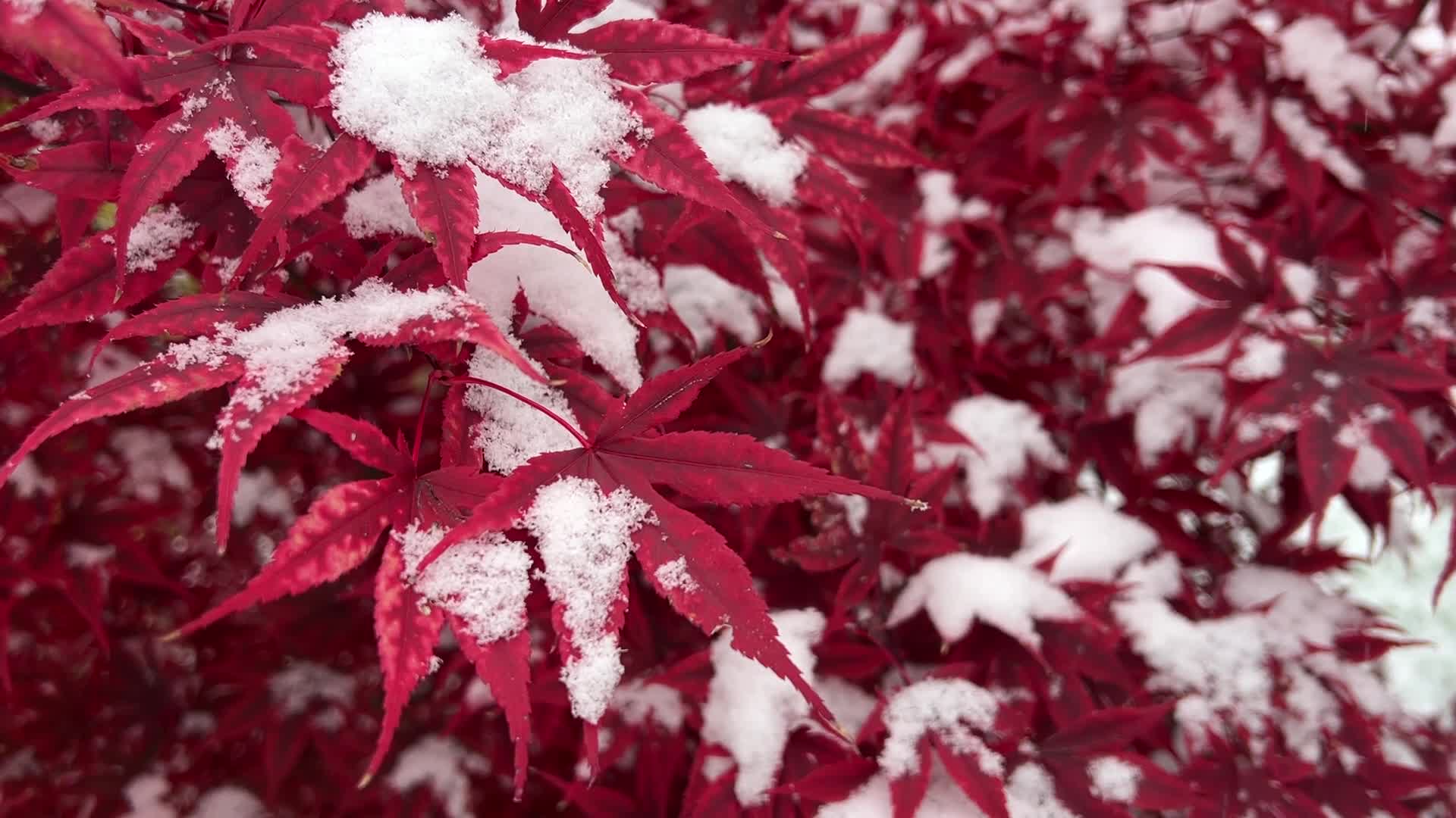 First snowfall of the season in Toronto, Canada