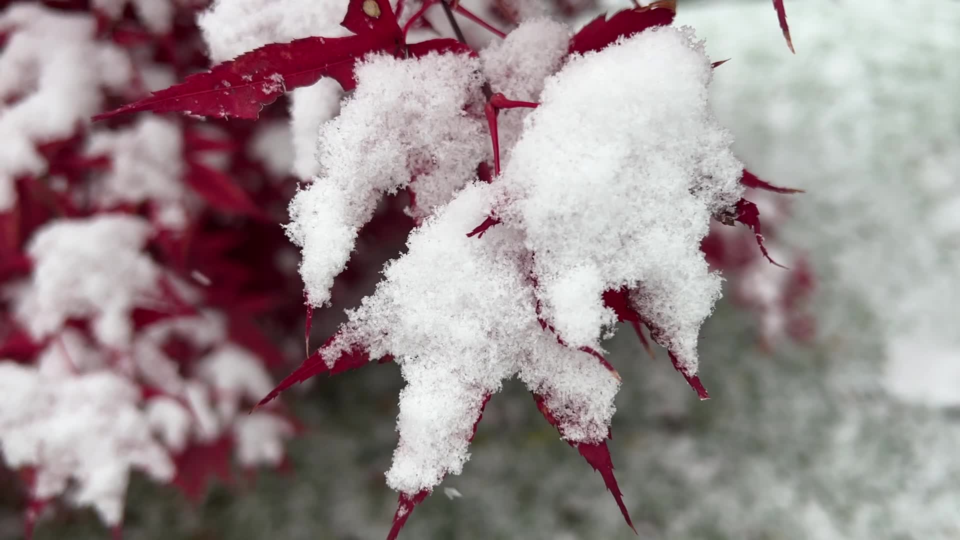 First snowfall of the season in Toronto, Canada