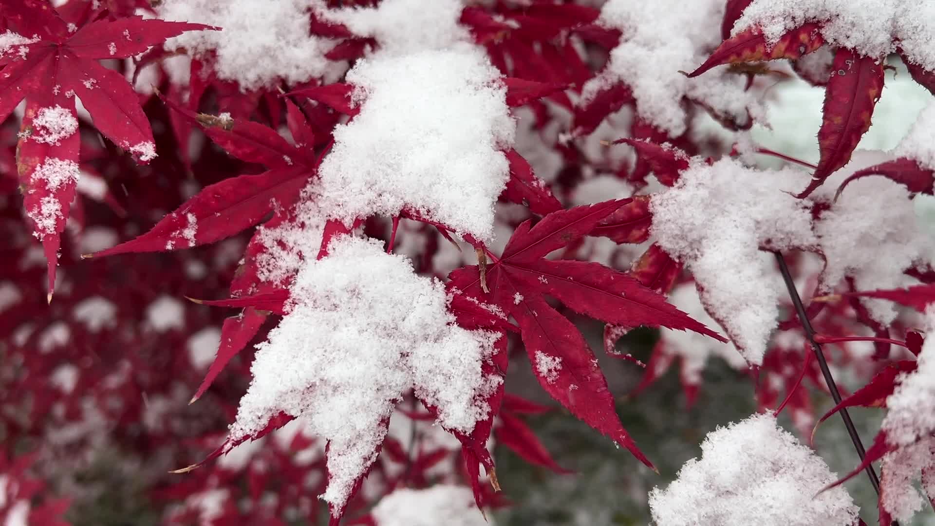 First snowfall of the season in Toronto, Canada