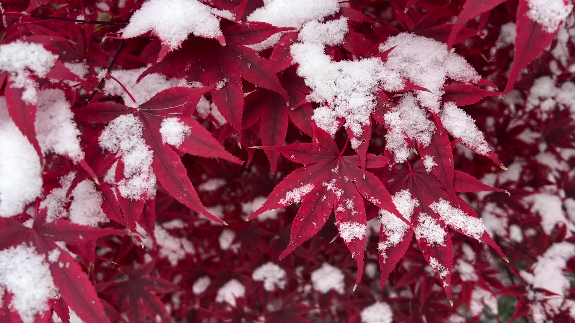 First snowfall of the season in Toronto, Canada