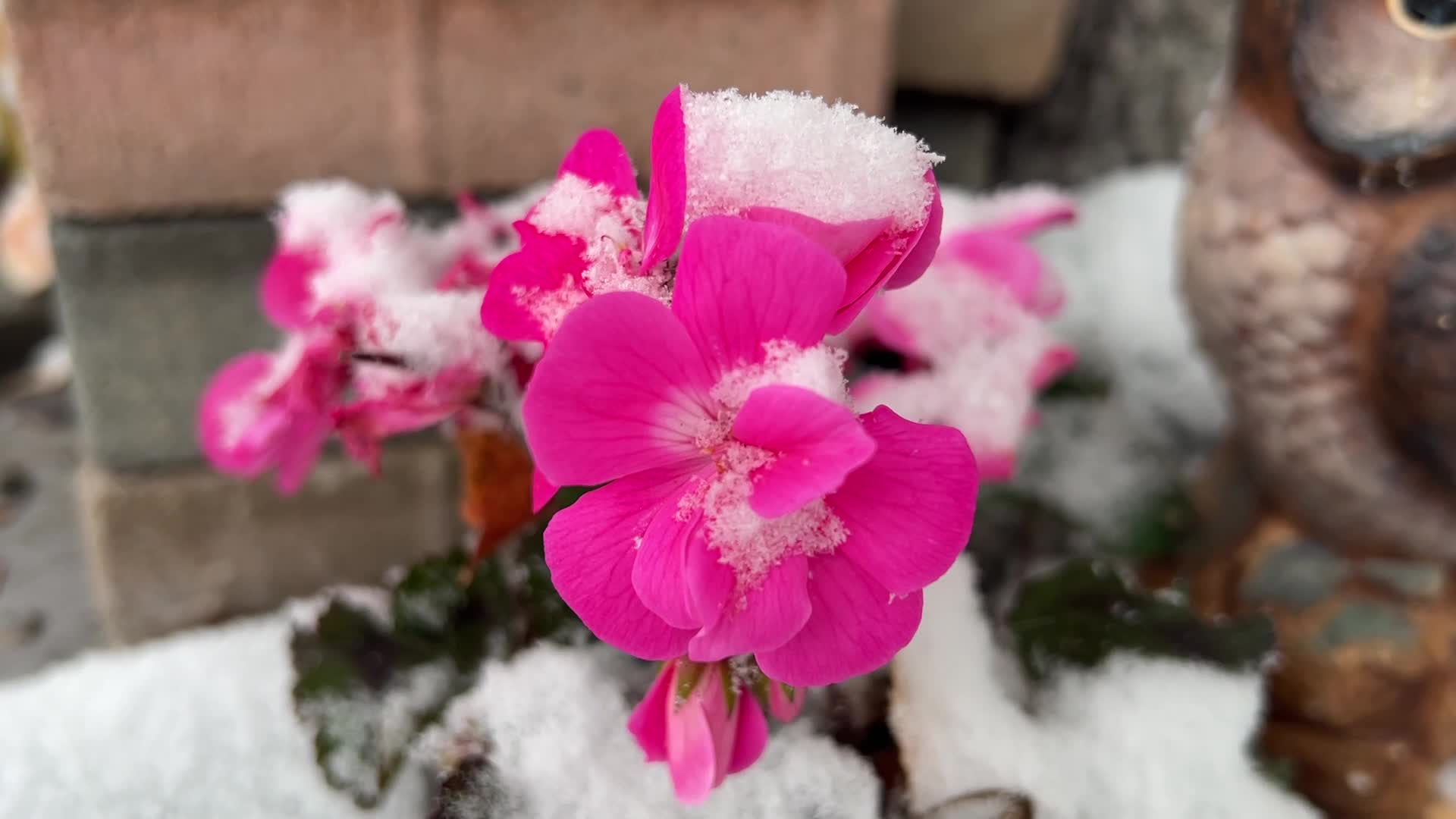 First snowfall of the season in Toronto, Canada