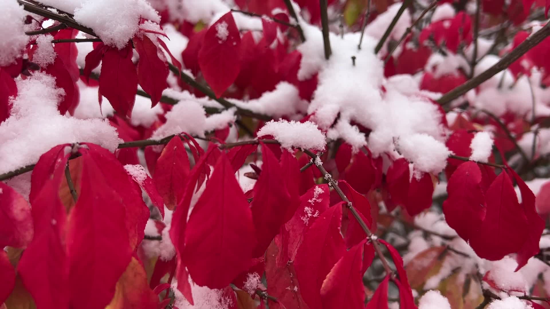 First snowfall of the season in Toronto, Canada