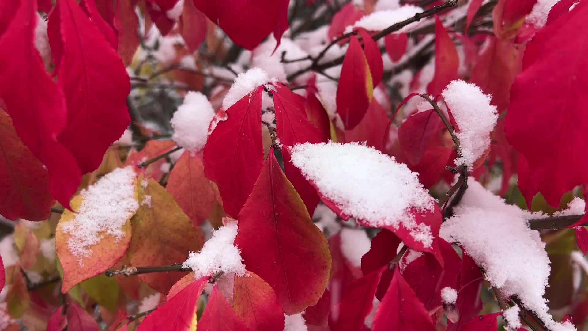 First snowfall of the season in Toronto, Canada