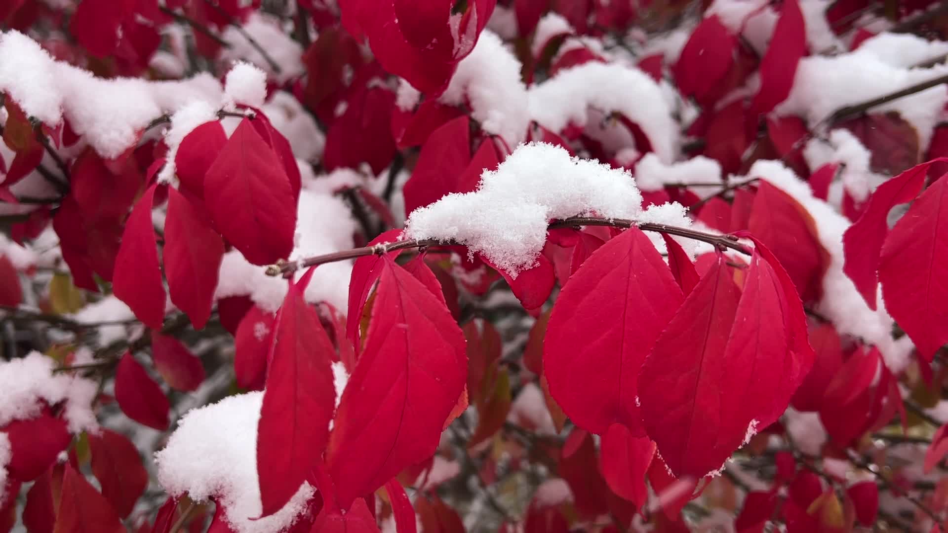 First snowfall of the season in Toronto, Canada