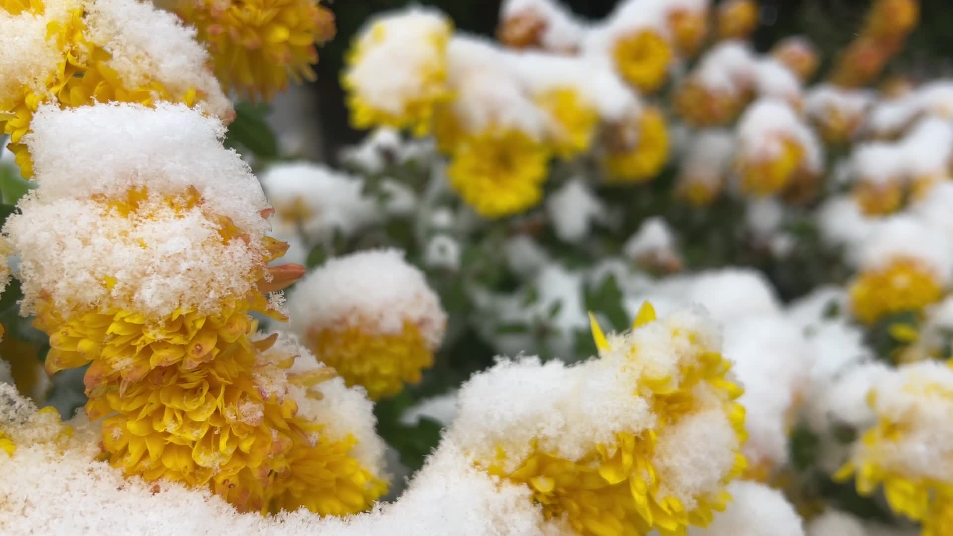 First snowfall of the season in Toronto, Canada