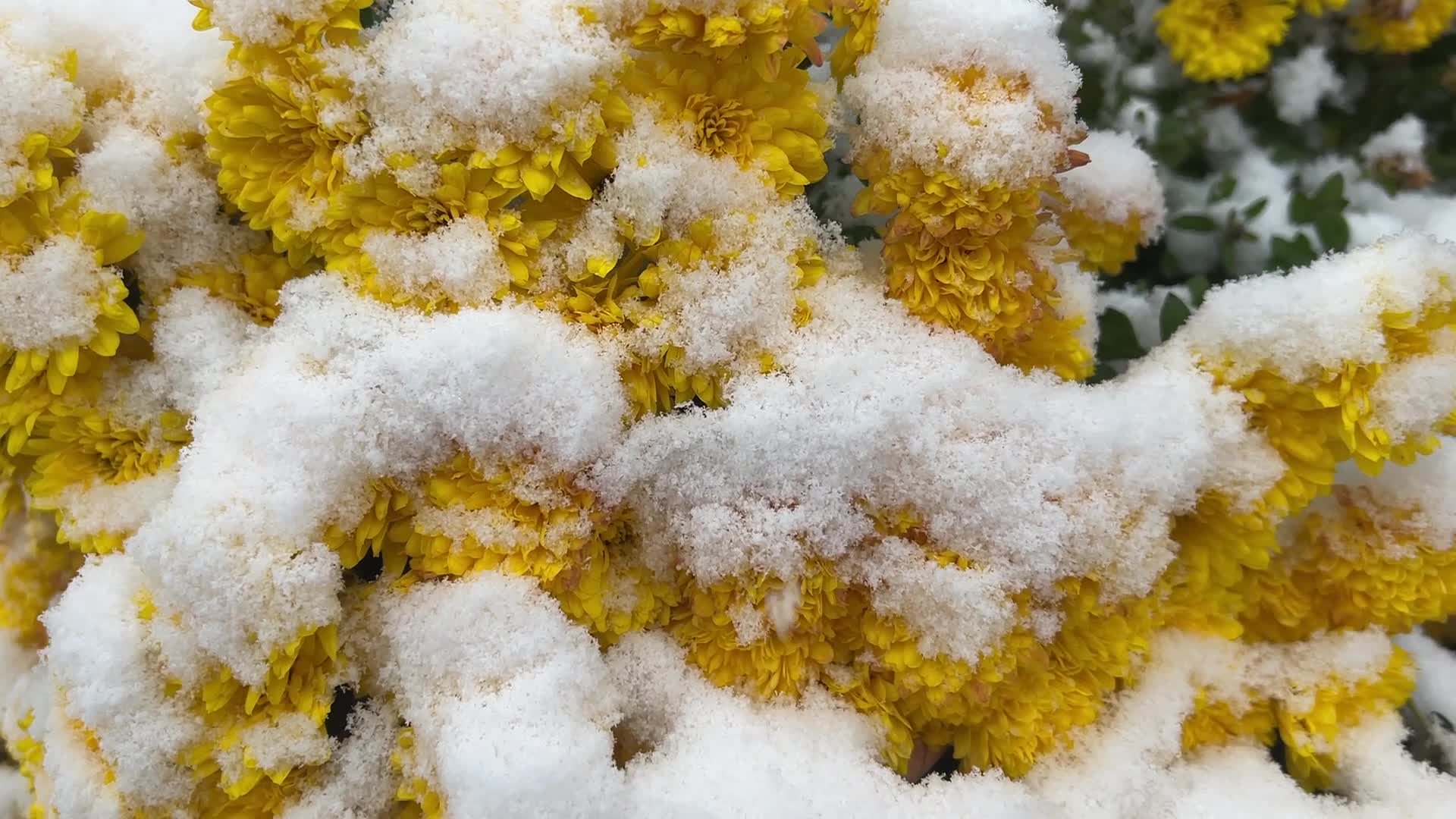 First snowfall of the season in Toronto, Canada