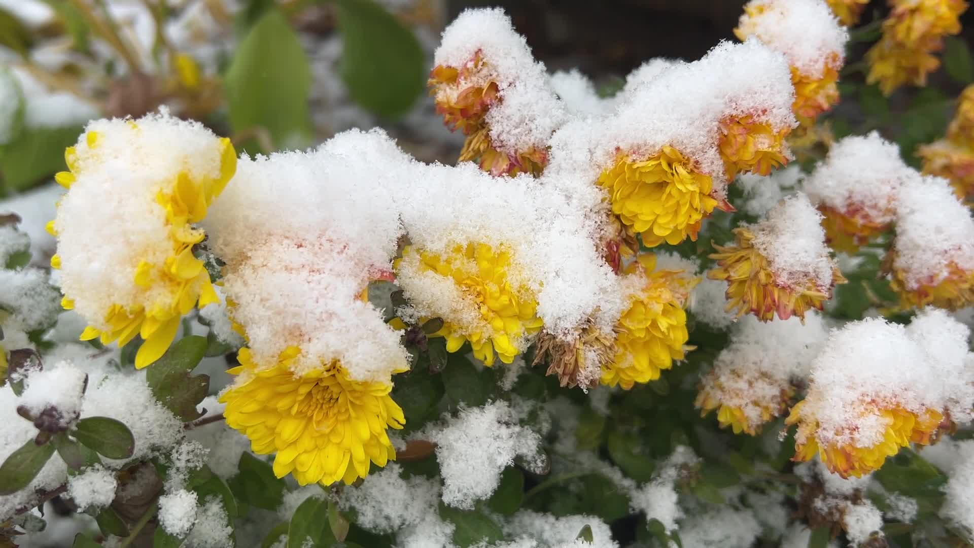 First snowfall of the season in Toronto, Canada