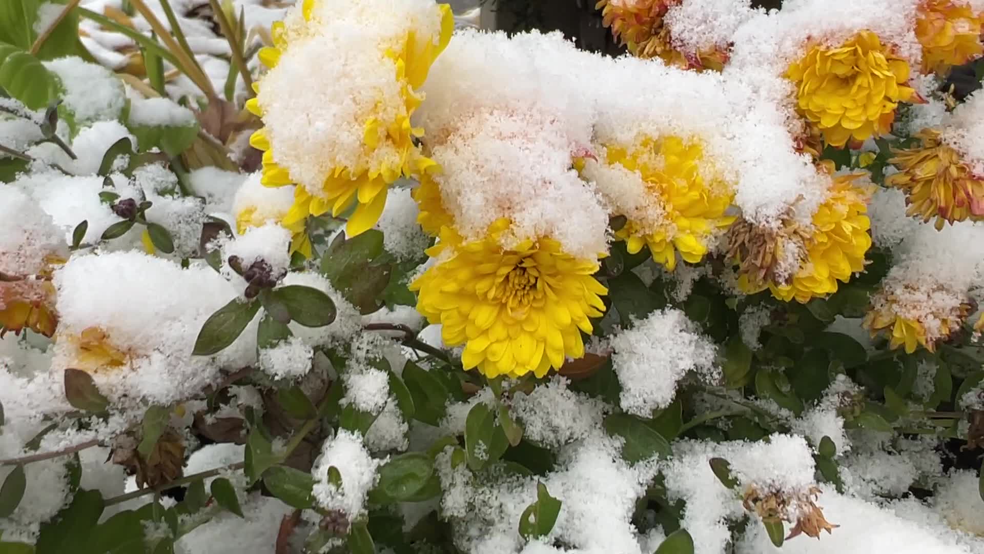 First snowfall of the season in Toronto, Canada