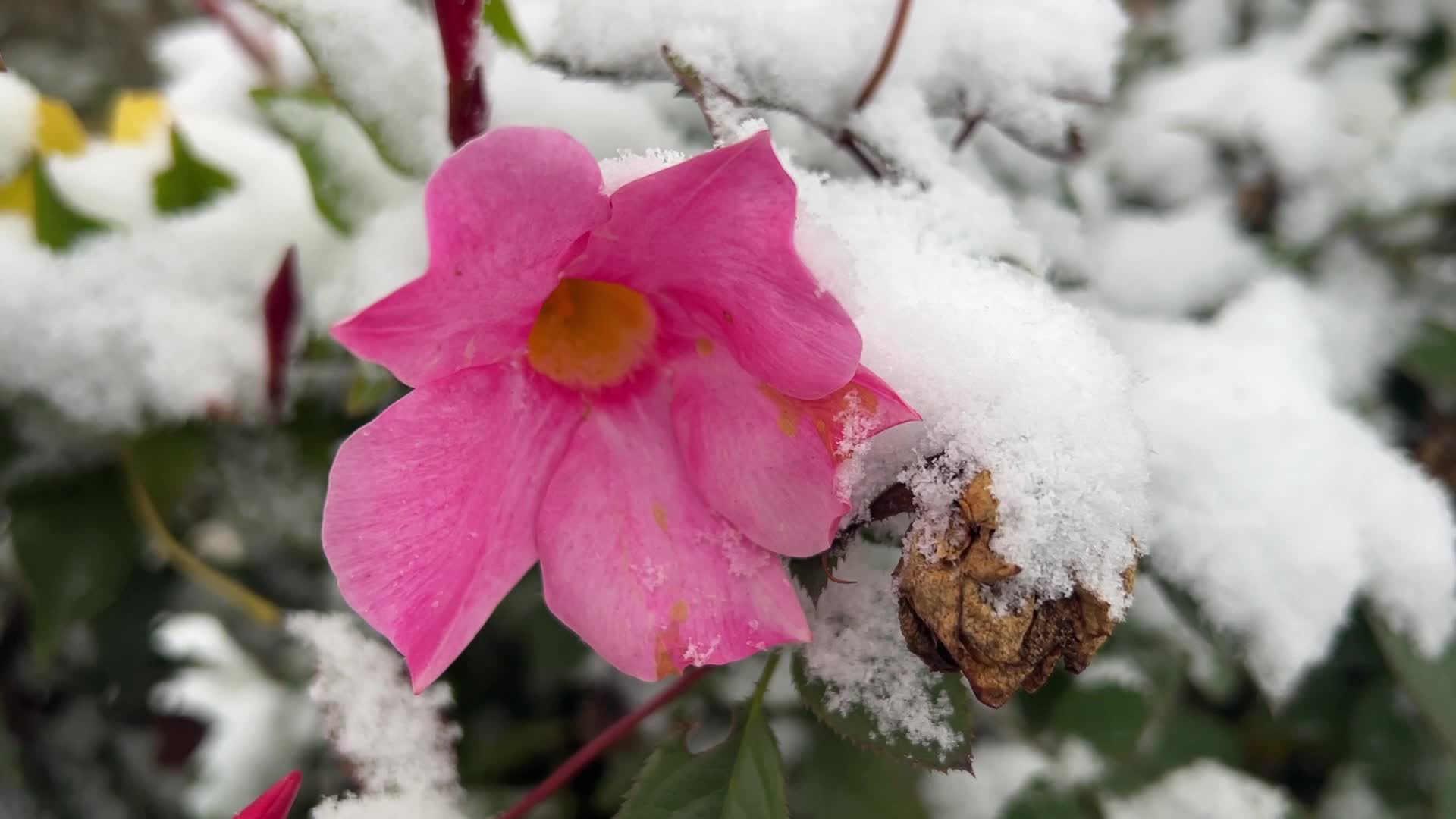 First snowfall of the season in Toronto, Canada