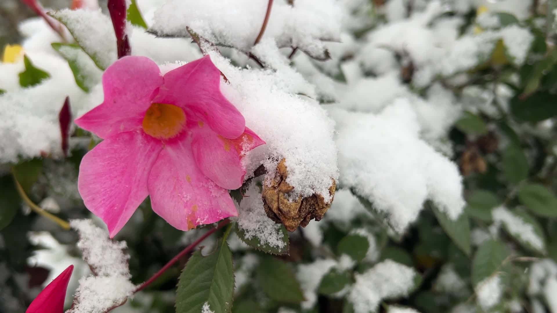 First snowfall of the season in Toronto, Canada