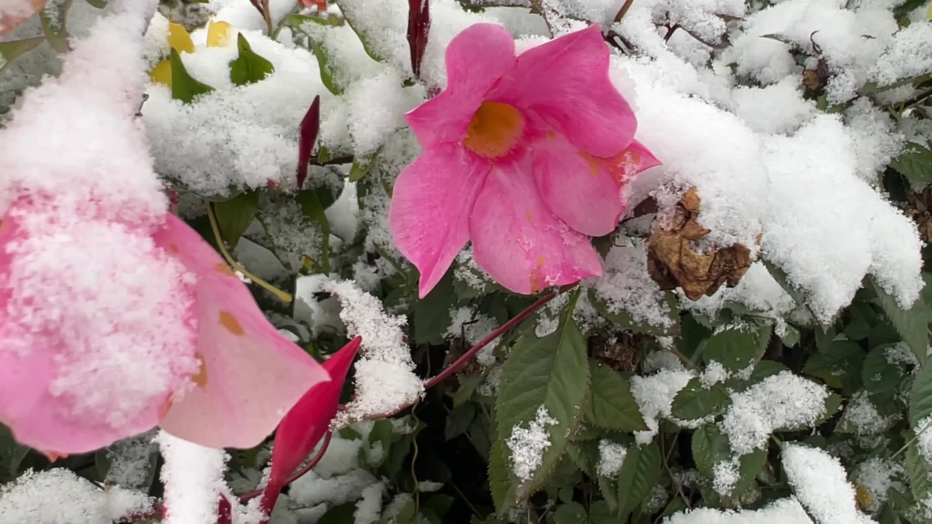 First snowfall of the season in Toronto, Canada