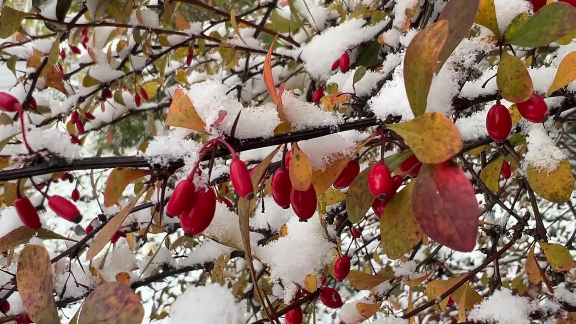 First snowfall of the season in Toronto, Canada
