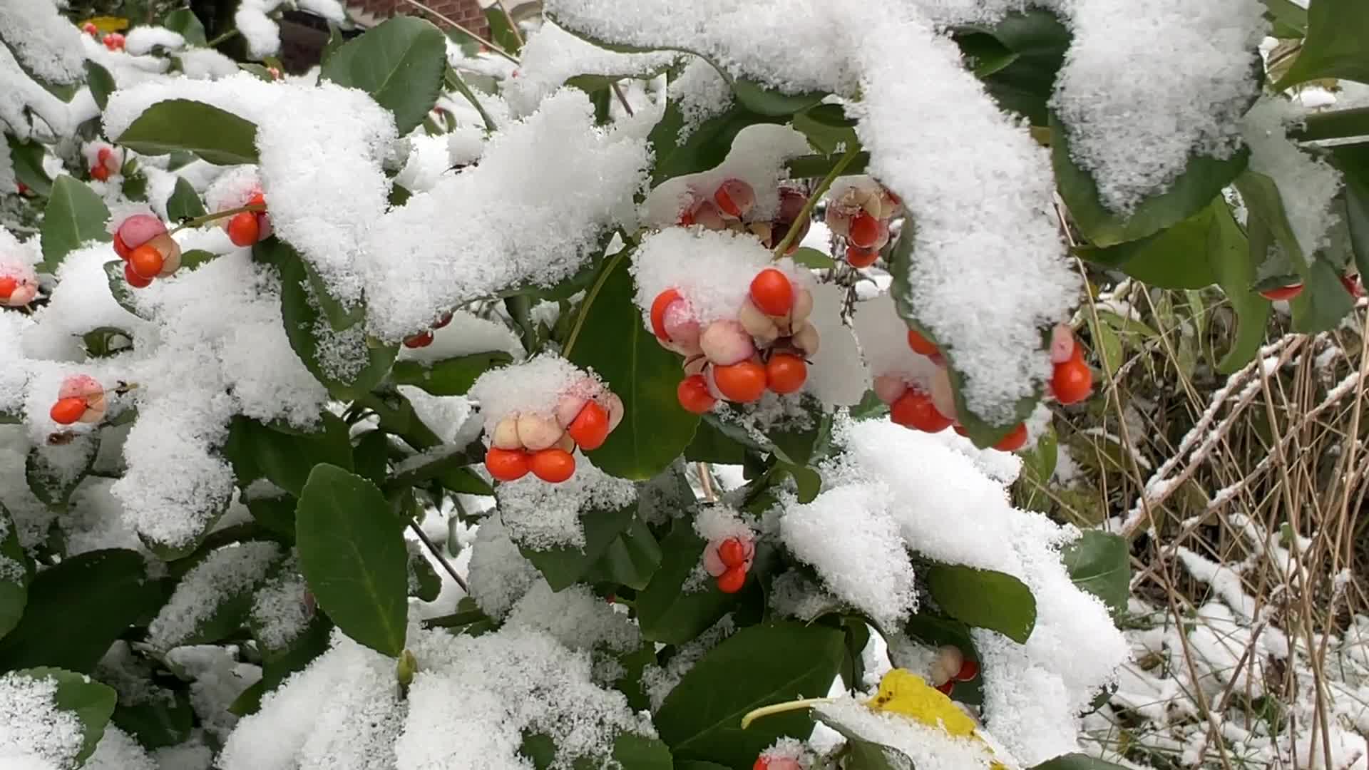 First snowfall of the season in Toronto, Canada