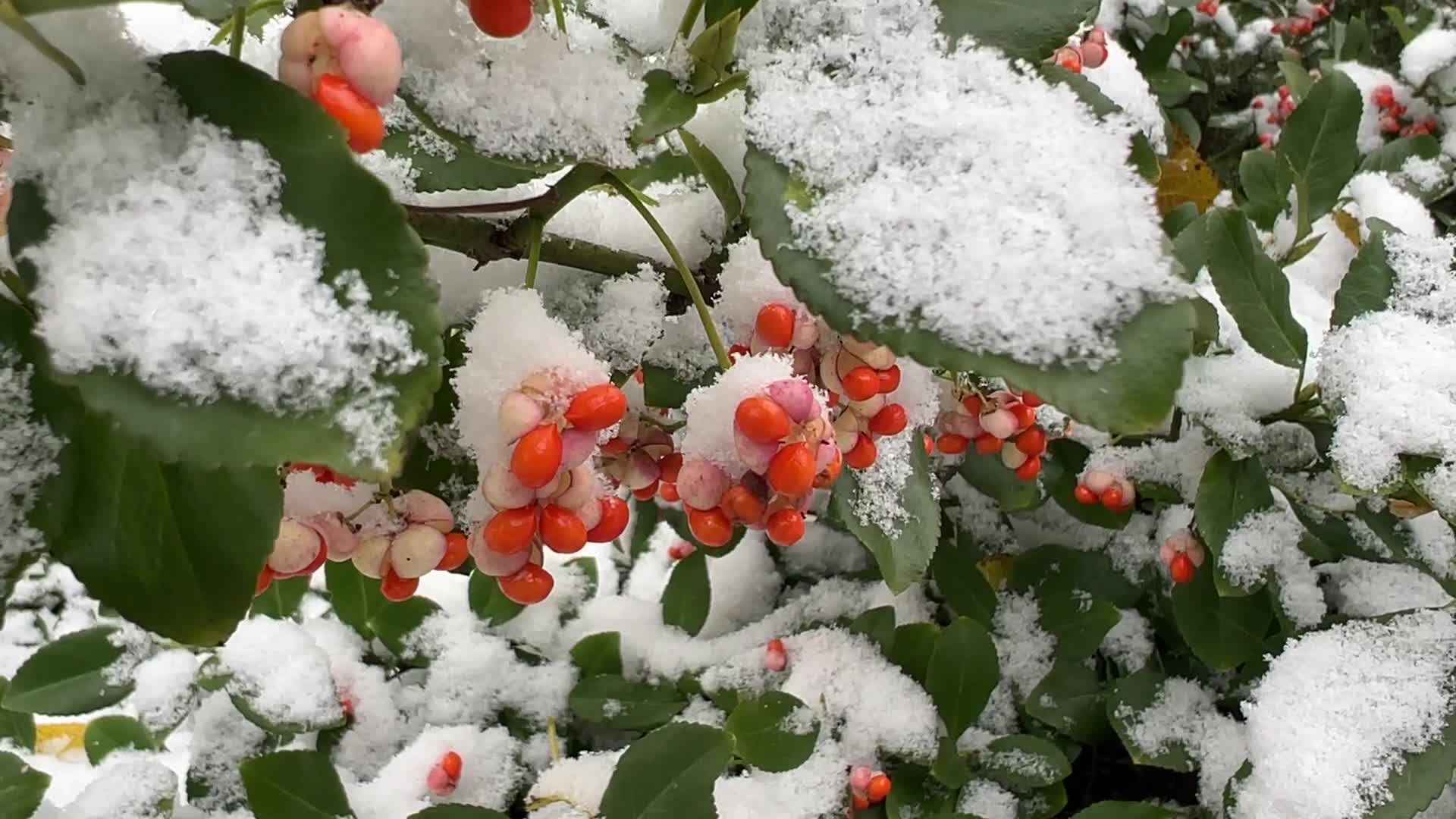 First snowfall of the season in Toronto, Canada