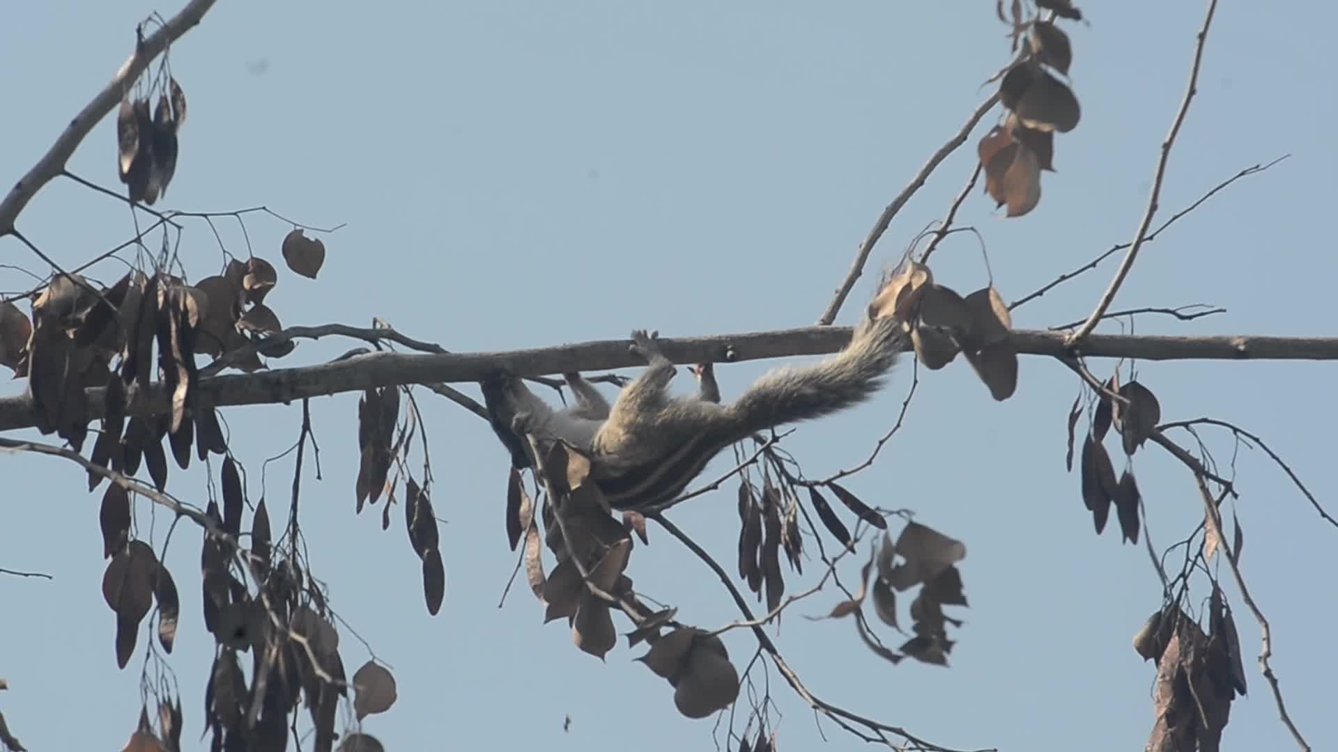 Squirrel eats tree bark