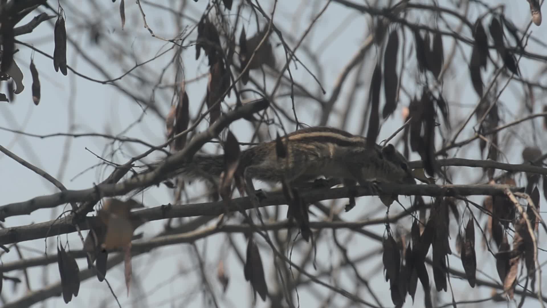 Squirrel eats tree bark