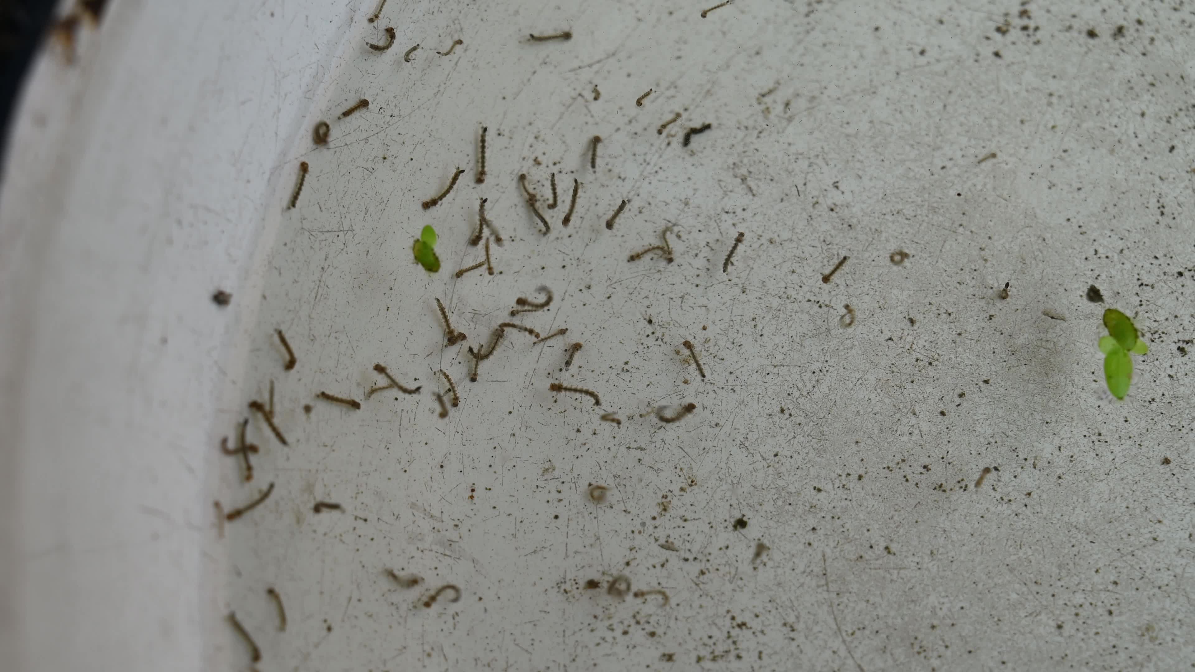 Guppies (Poecilia reticulata) - Natural method for controlling mosquito populations - Mosquito larvae 