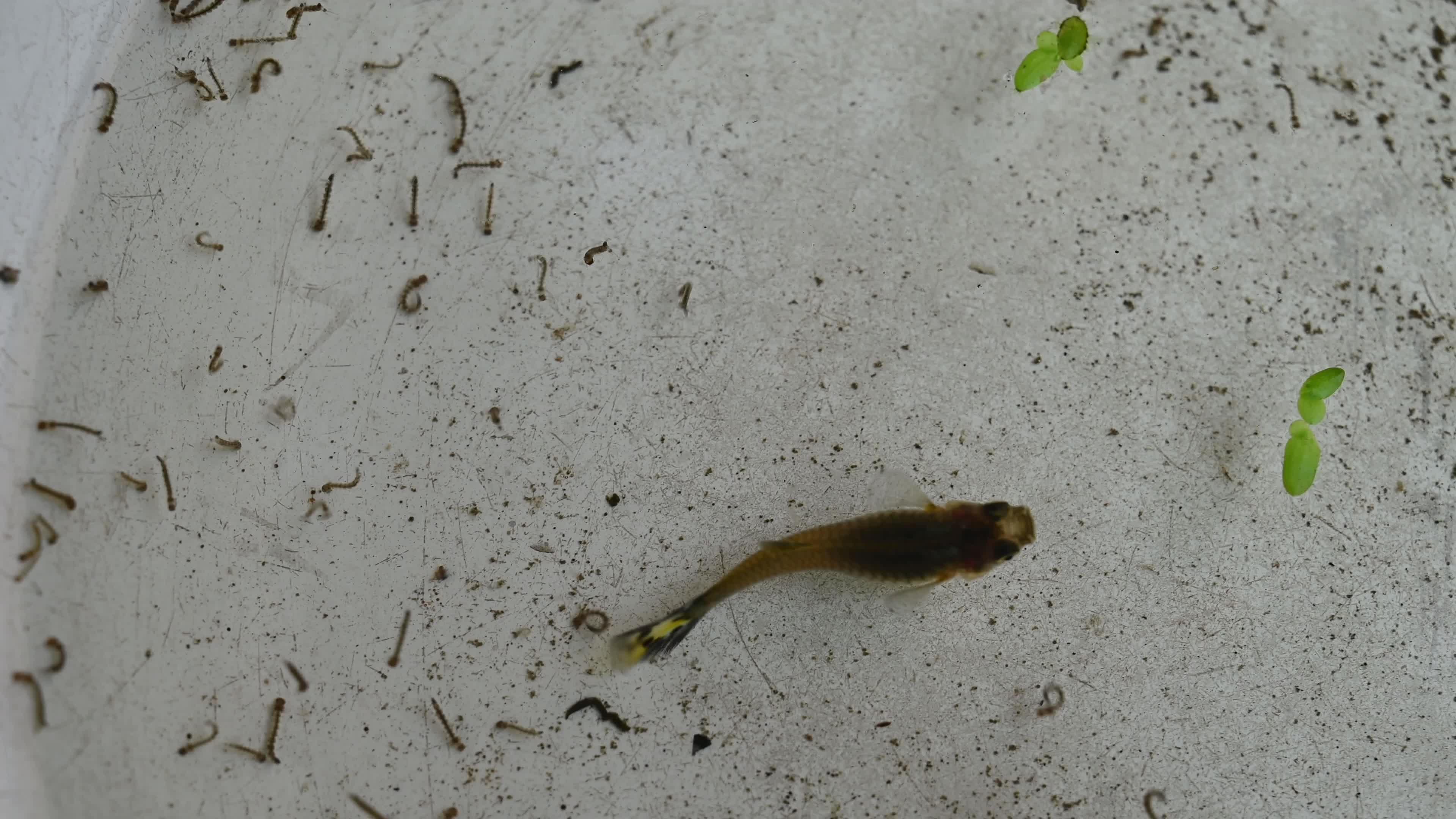 Guppies (Poecilia reticulata) - Natural method for controlling mosquito populations - Mosquito larvae 