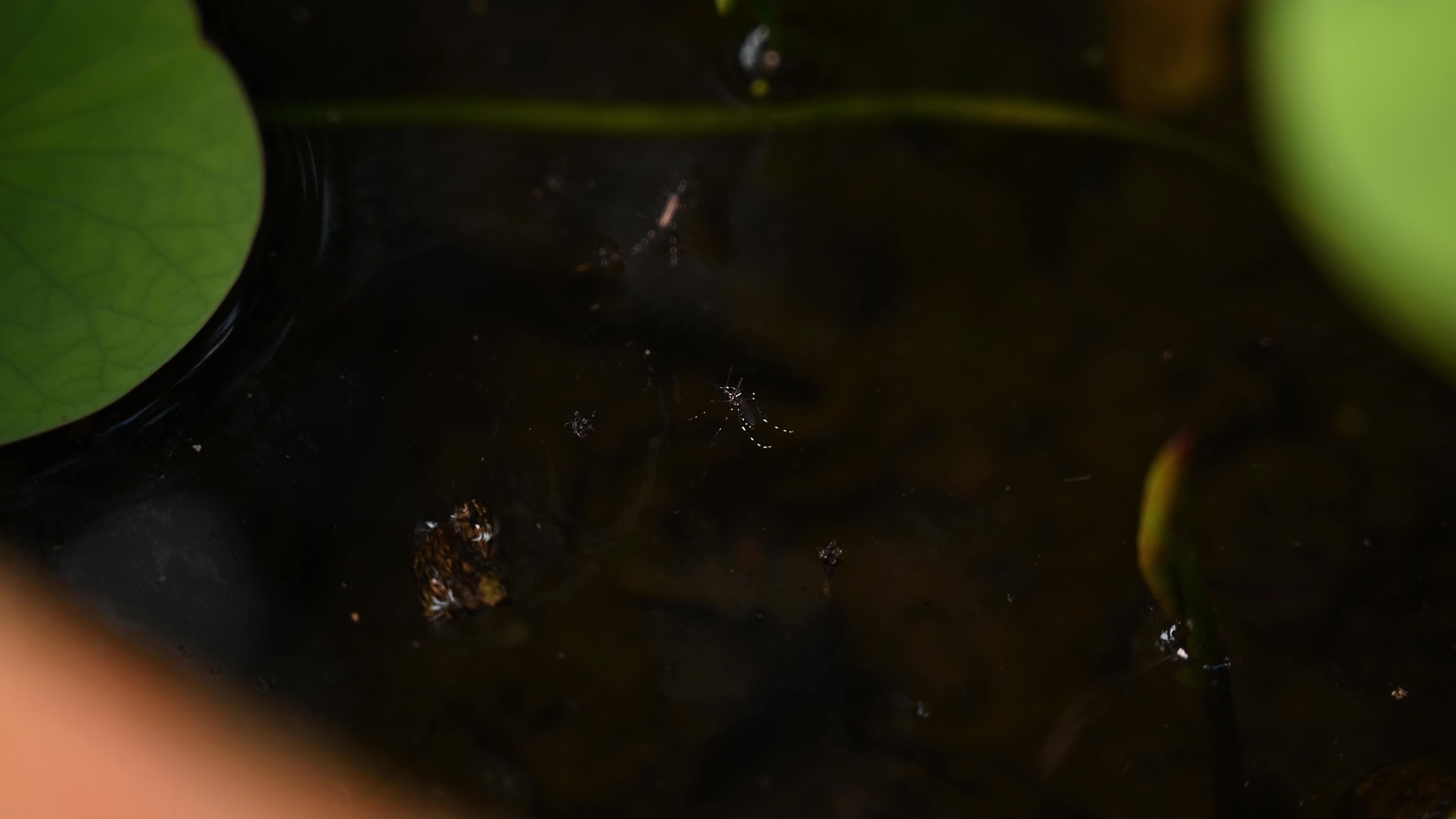 Aedes Albopictus Larvae - Asian Tiger Mosquito Life cycle and characteristics - Forest Mosquito - Deadly Disease Vector 