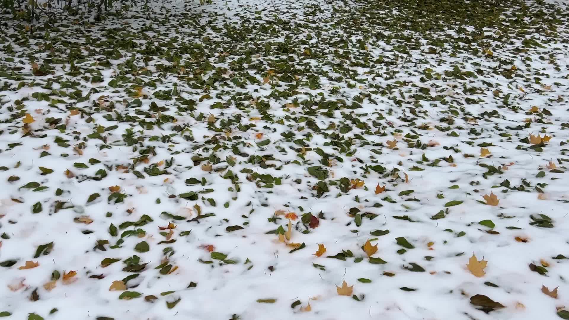 Autumn and Winter season intertwine in Canada