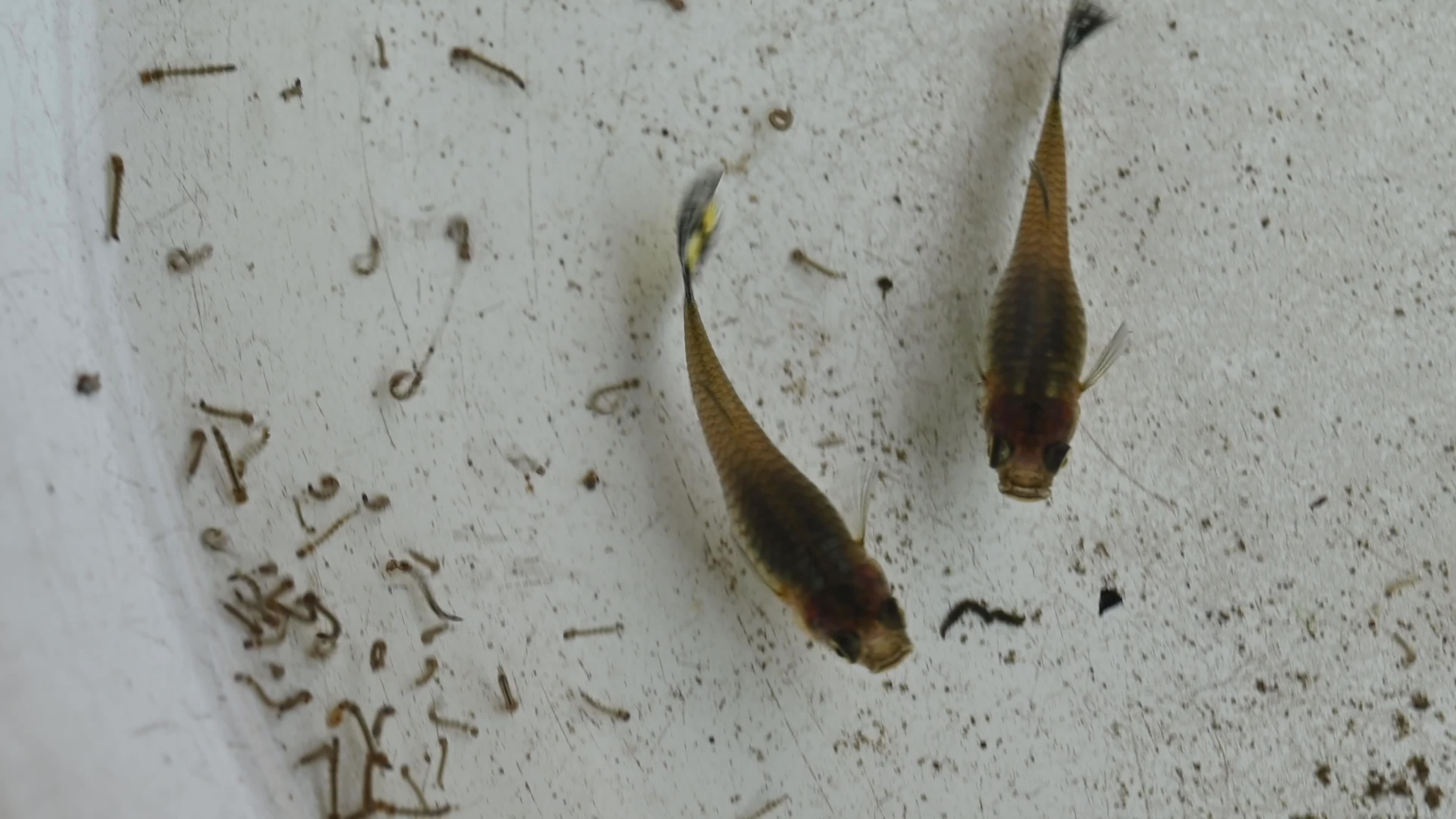 Guppies (Poecilia reticulata) - Natural method for controlling mosquito populations - Mosquito larvae 