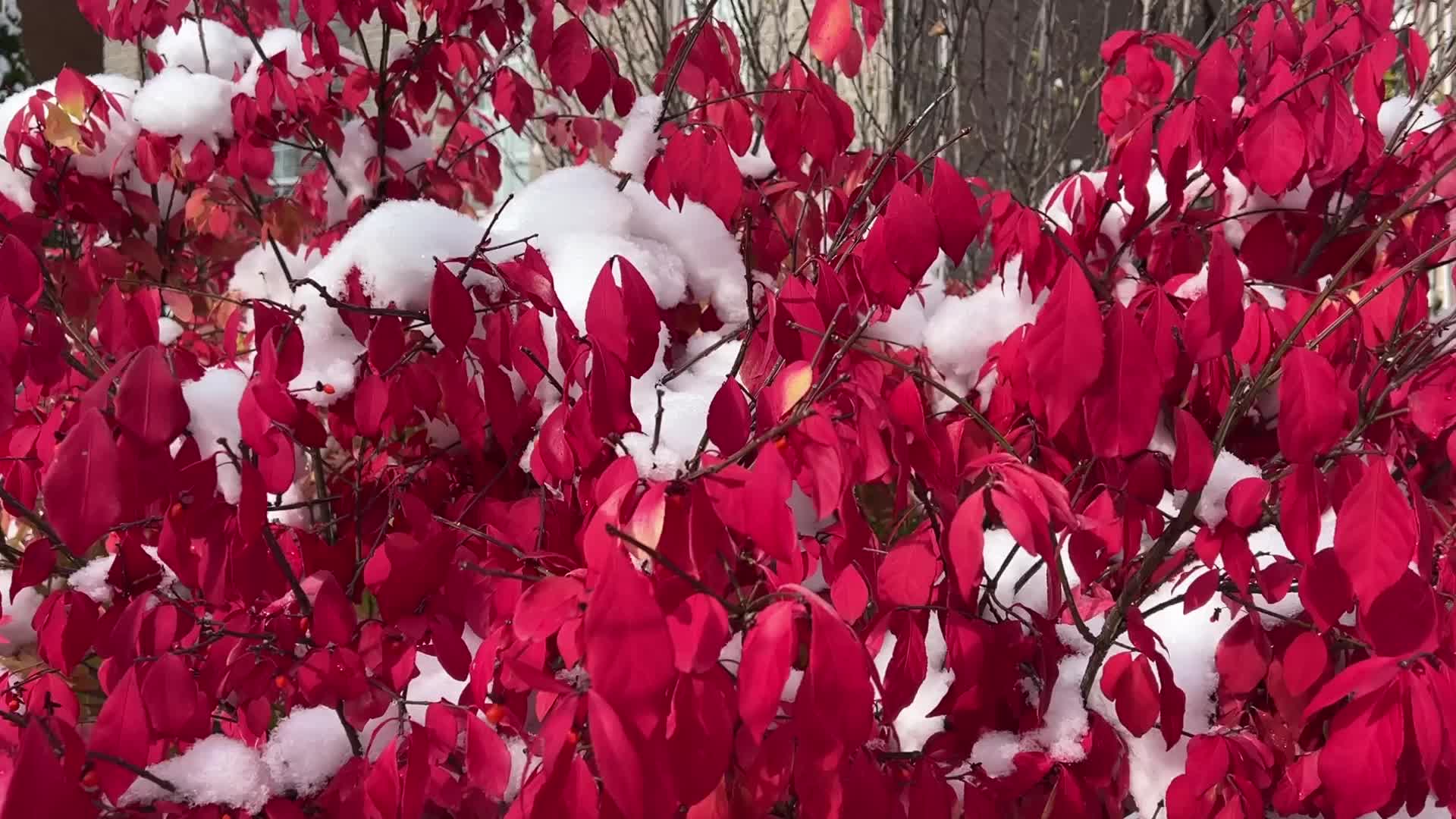 Autumn and Winter season intertwine in Canada