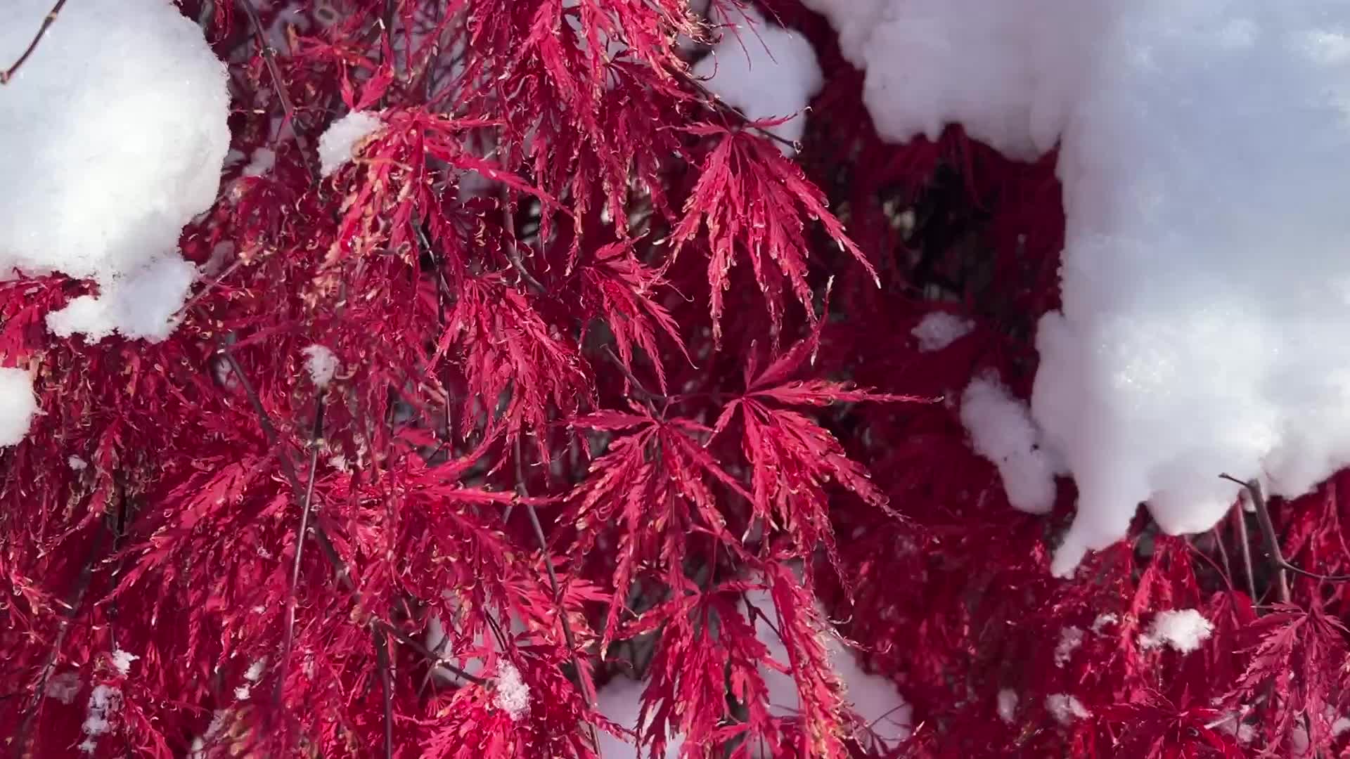 Autumn and Winter season intertwine in Canada