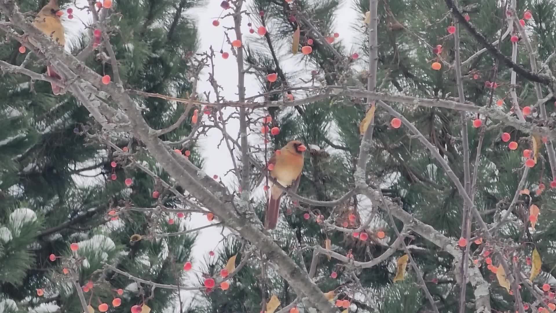 Autumn and Winter season intertwine in Canada