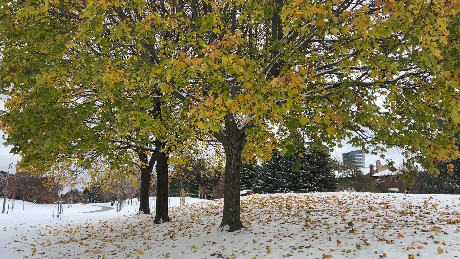 Autumn and Winter season intertwine in Canada