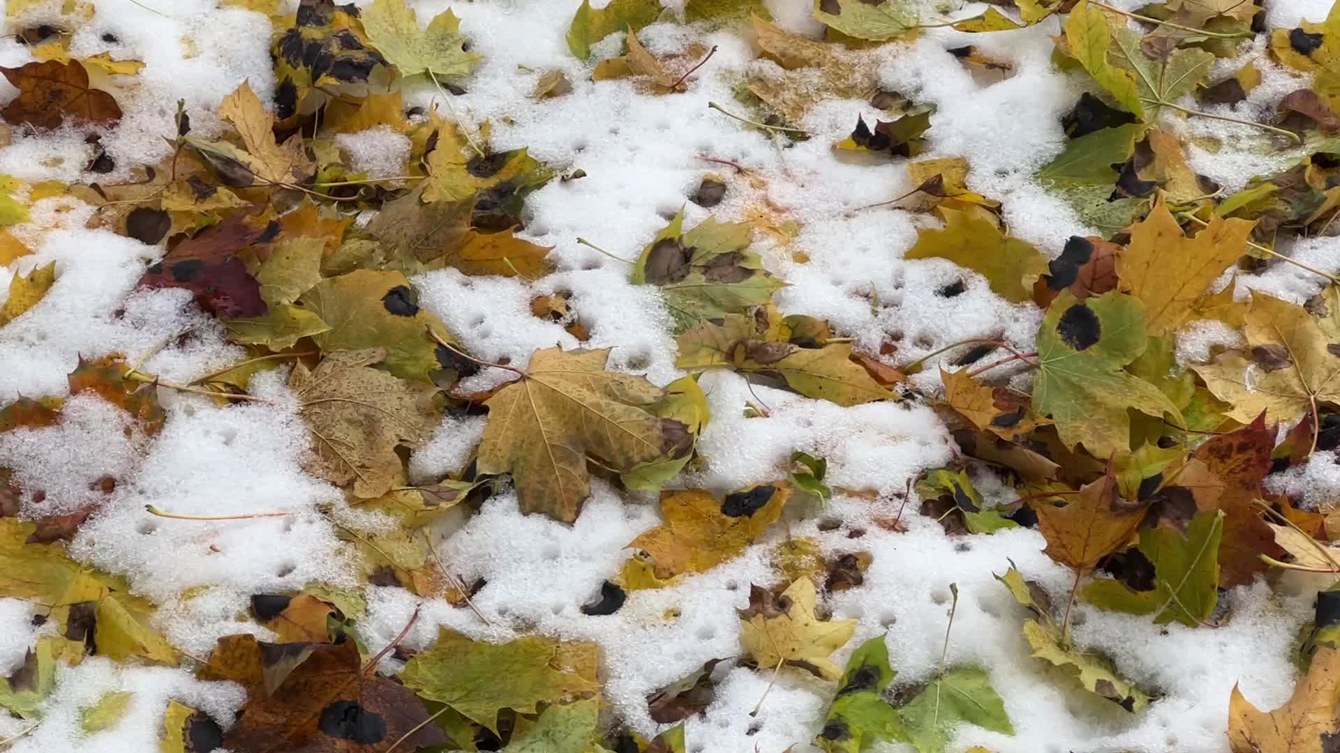 Autumn and Winter season intertwine in Canada