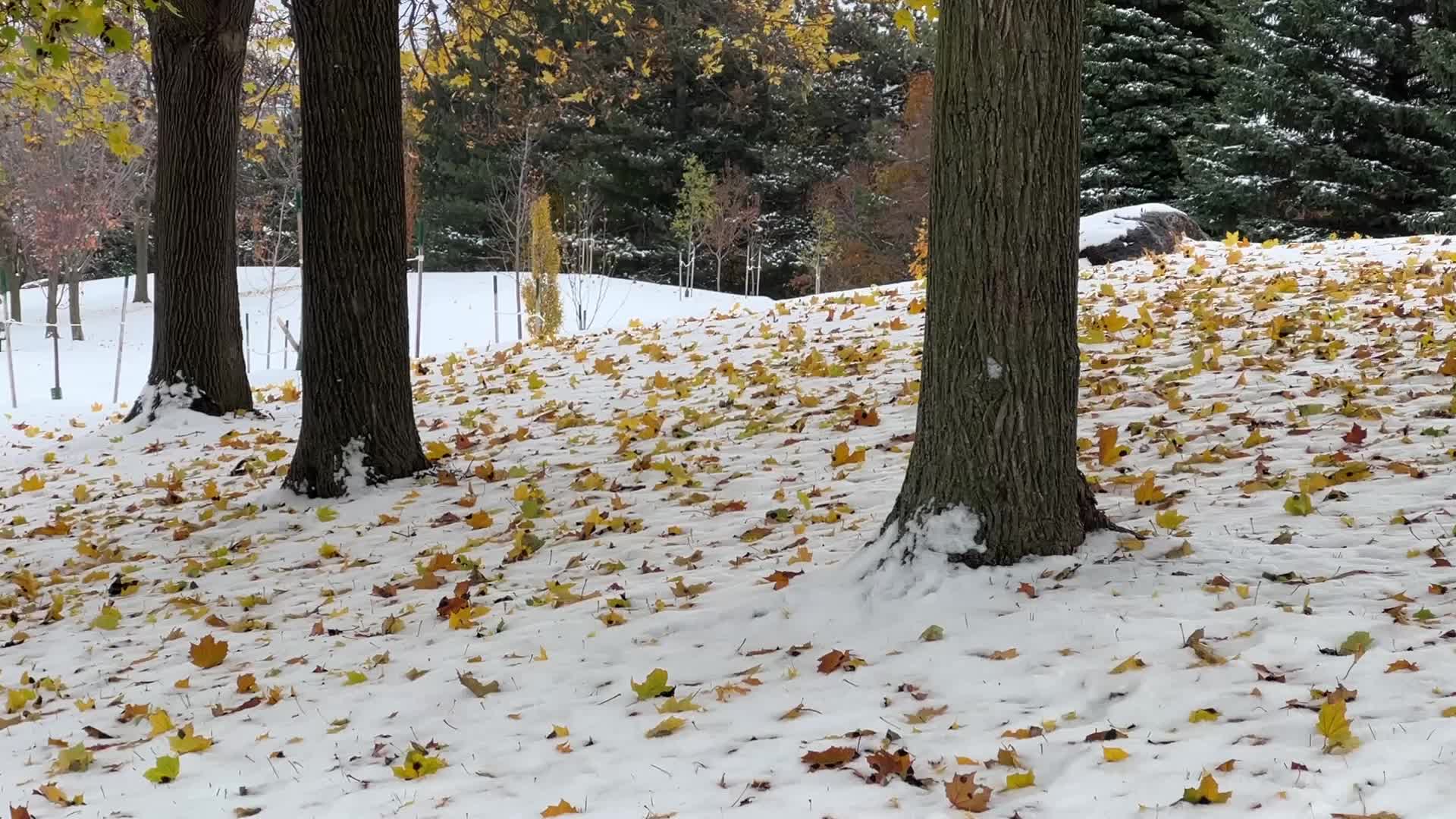 Autumn and Winter season intertwine in Canada