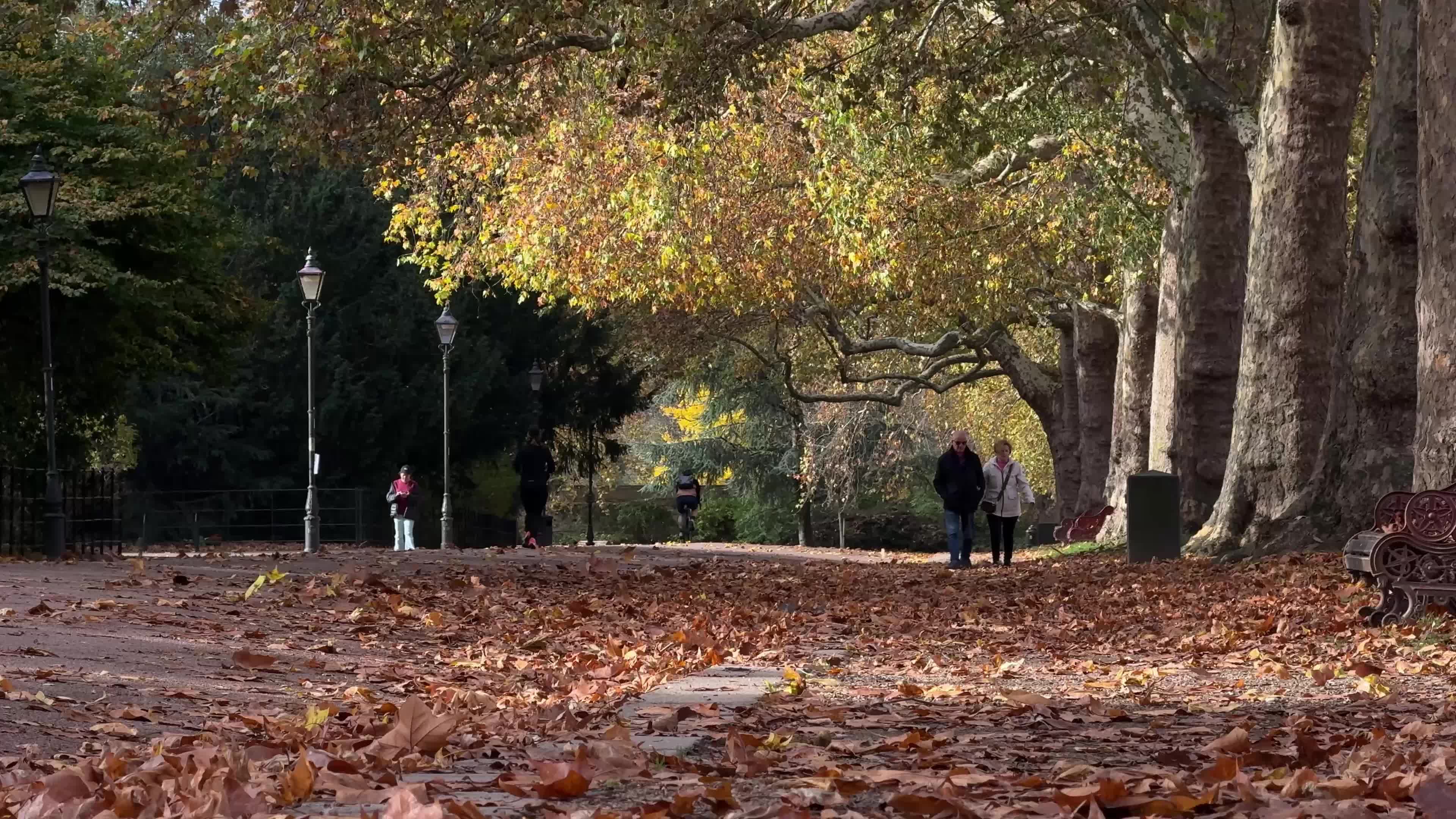 Foliage in Battersea Park in London