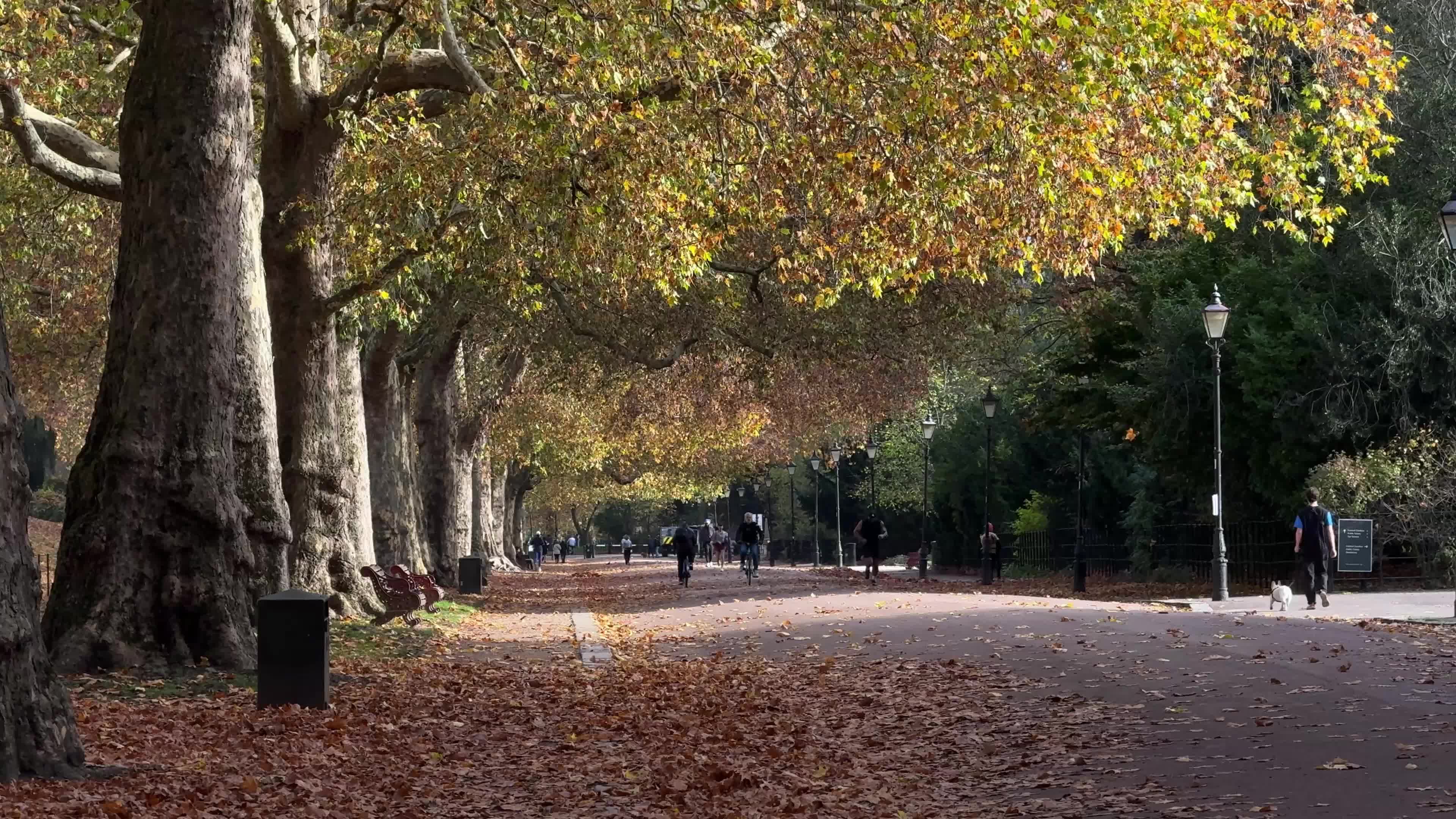 Foliage in Battersea Park in London
