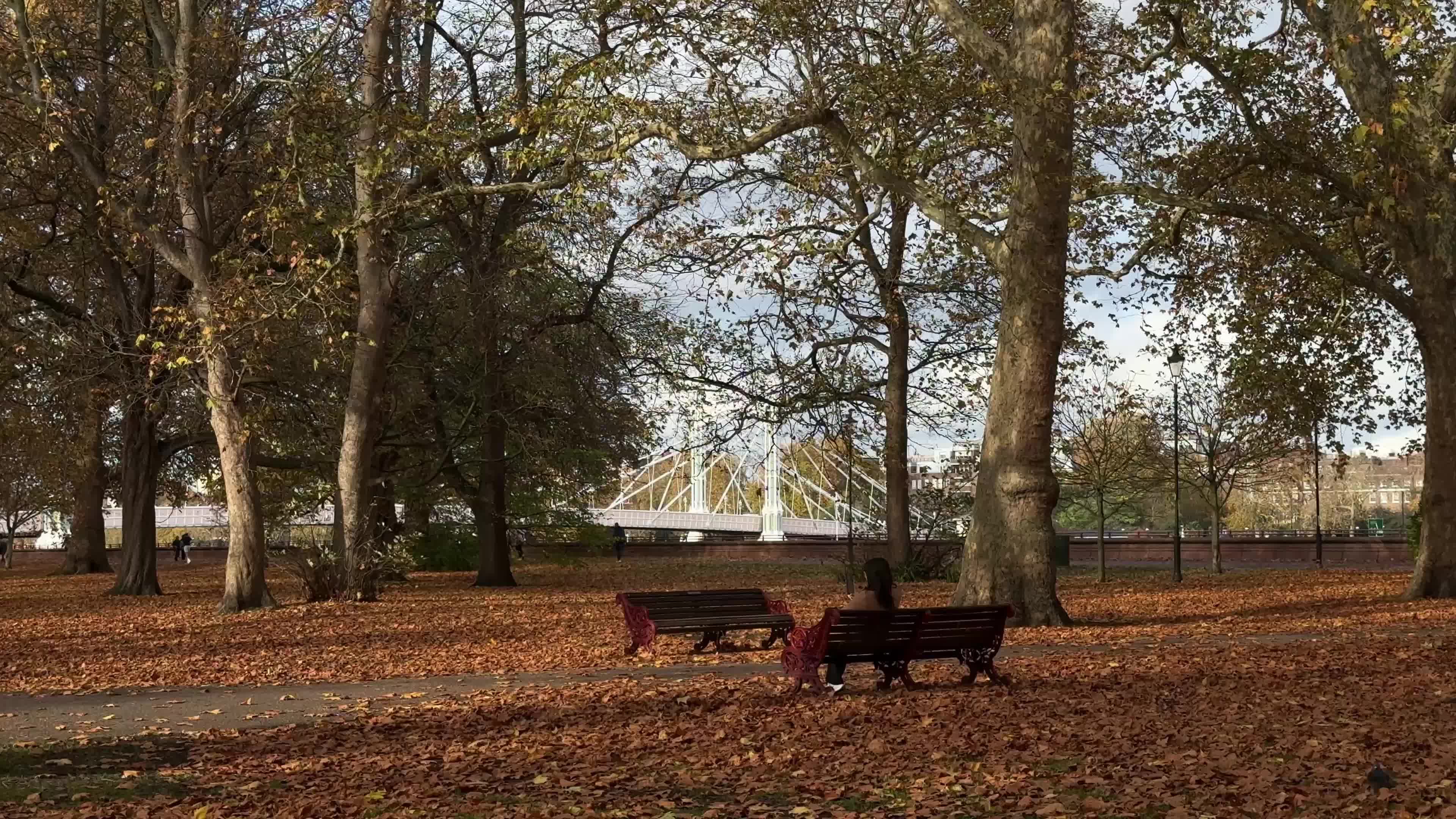 Foliage in Battersea Park in London
