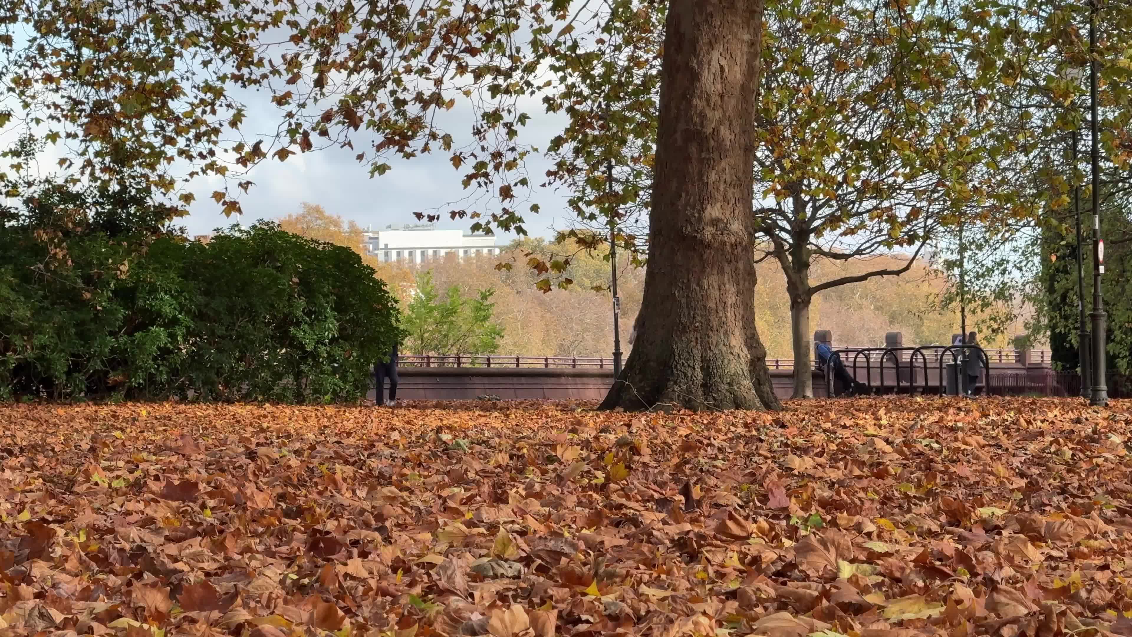 Foliage in Battersea Park in London