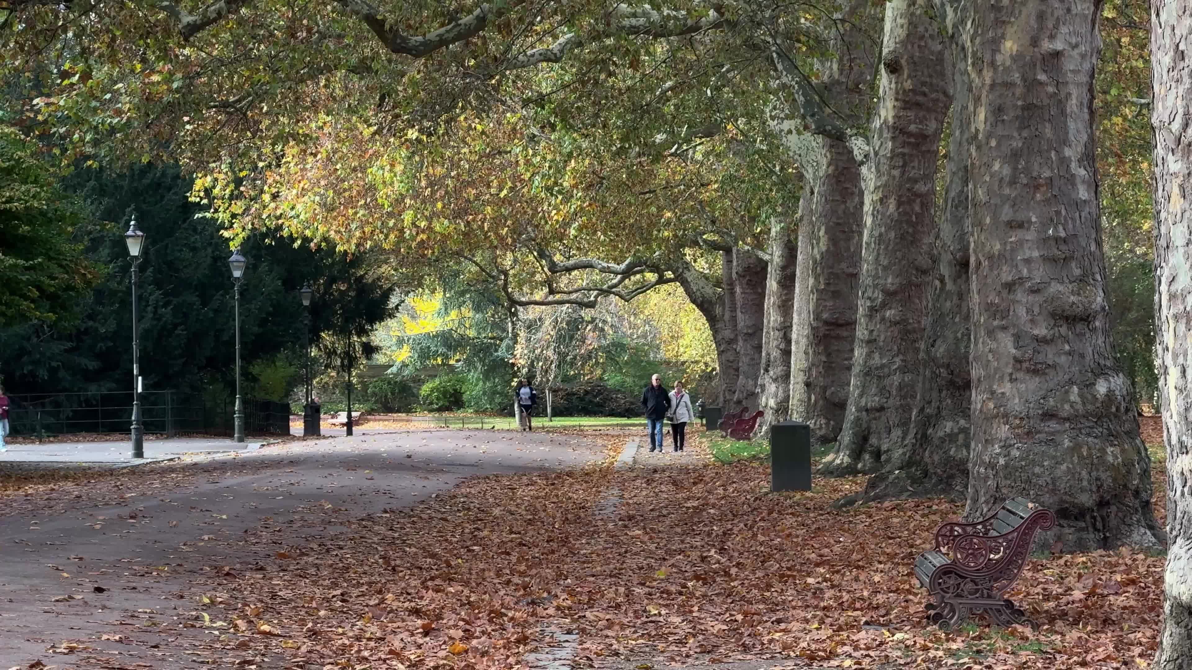 Foliage in Battersea Park in London