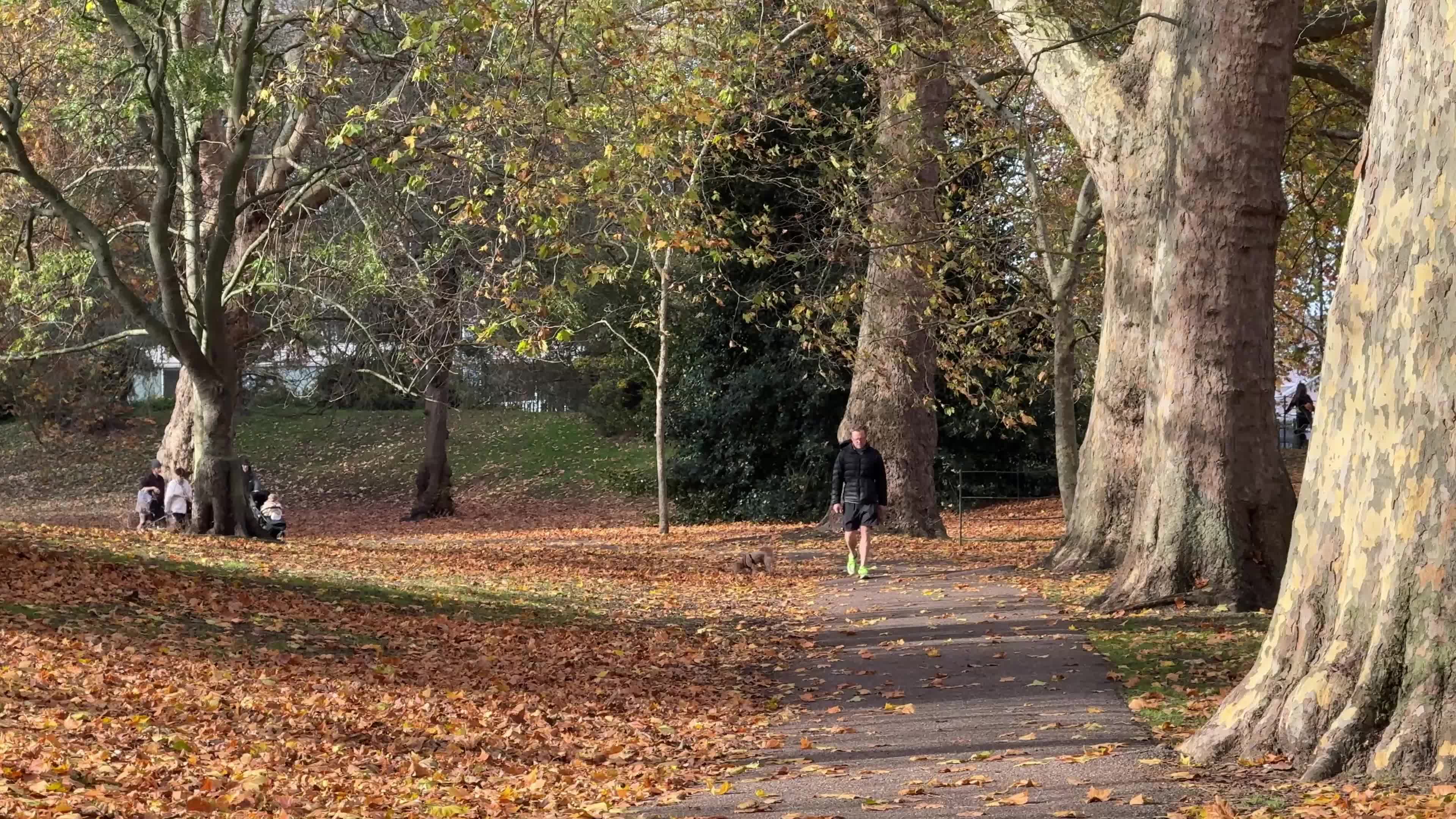 Foliage in Battersea Park in London