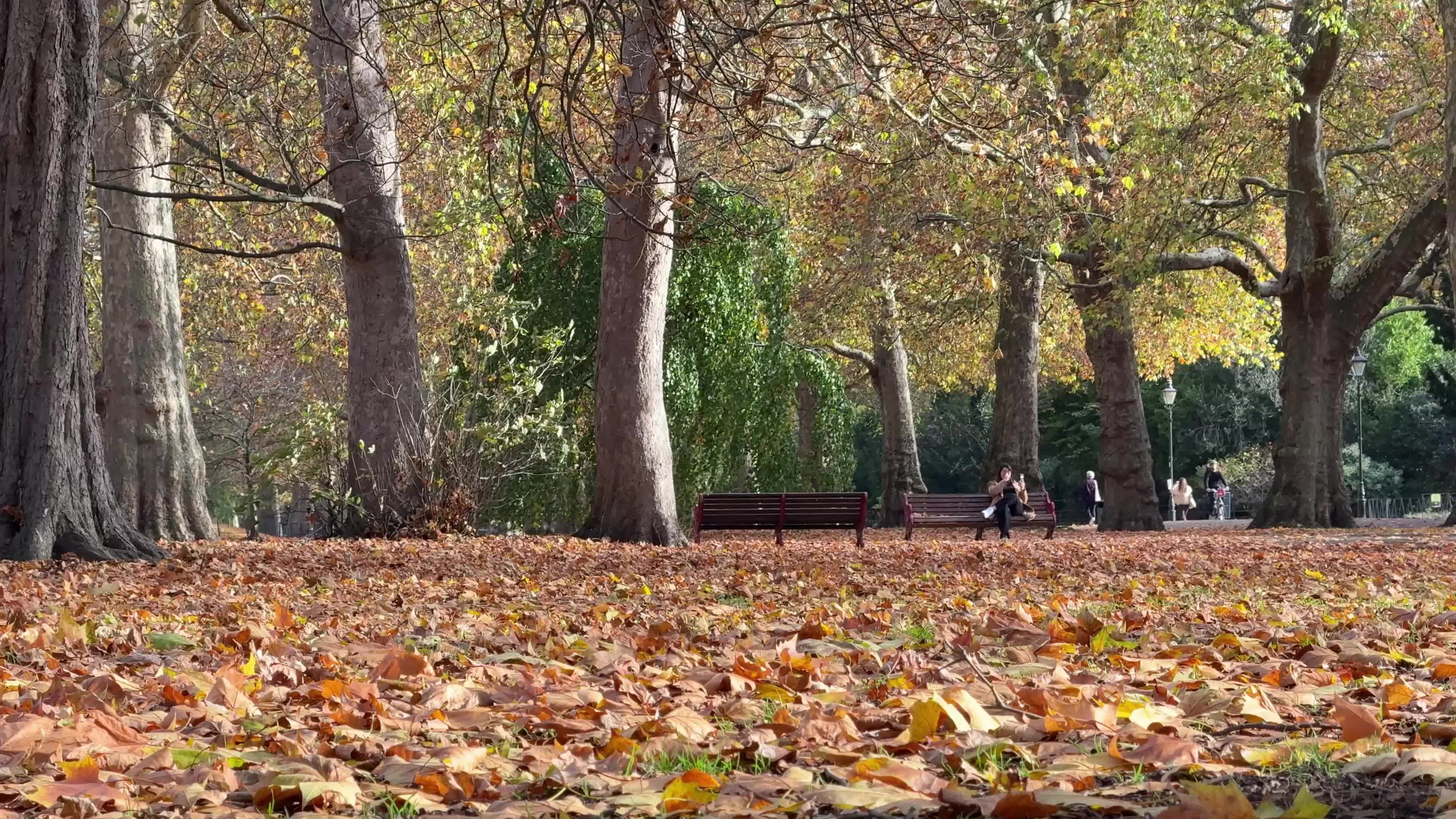 Foliage in Battersea Park in London