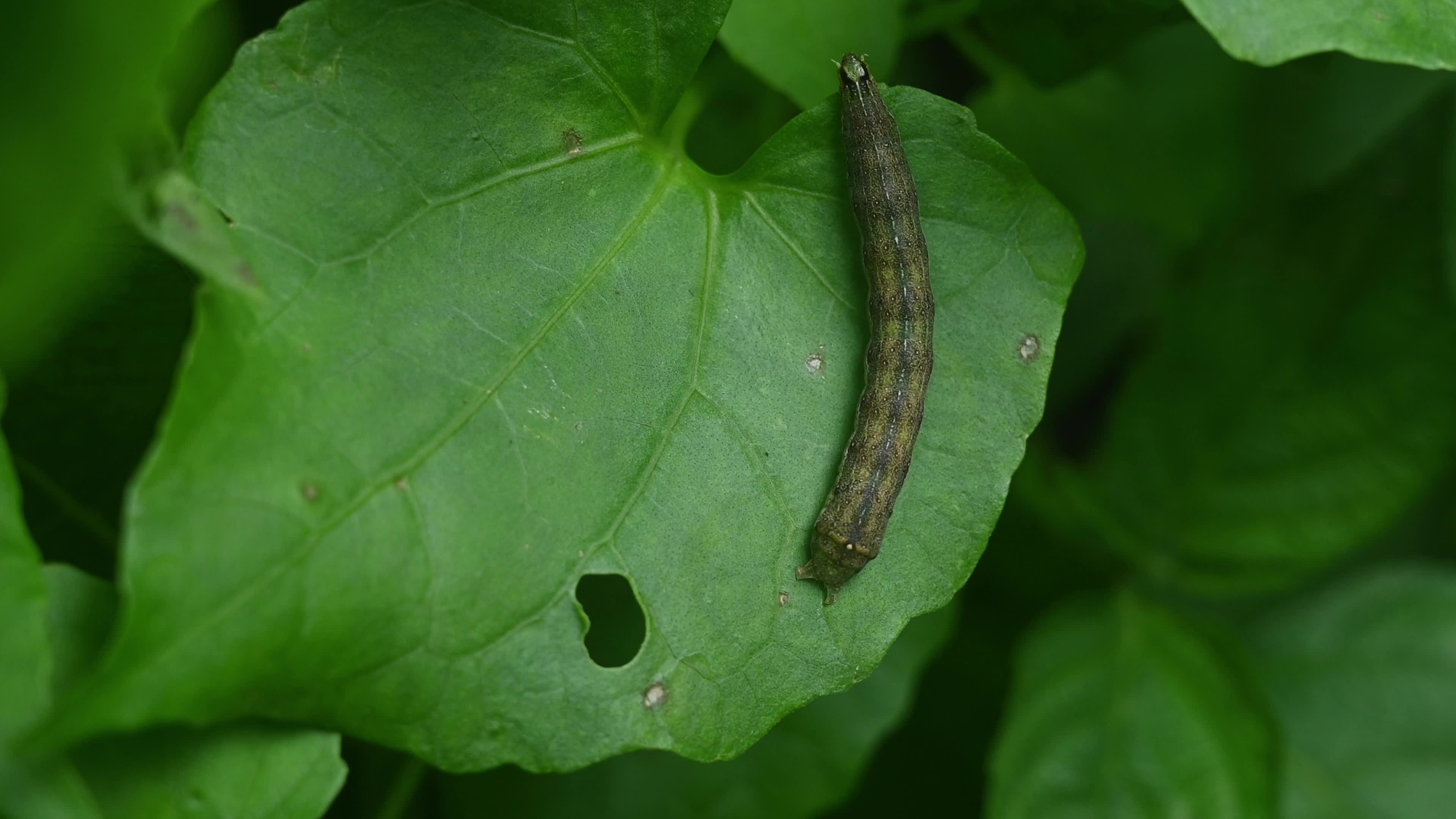 Armyworms Invading - Agricultural Pest 