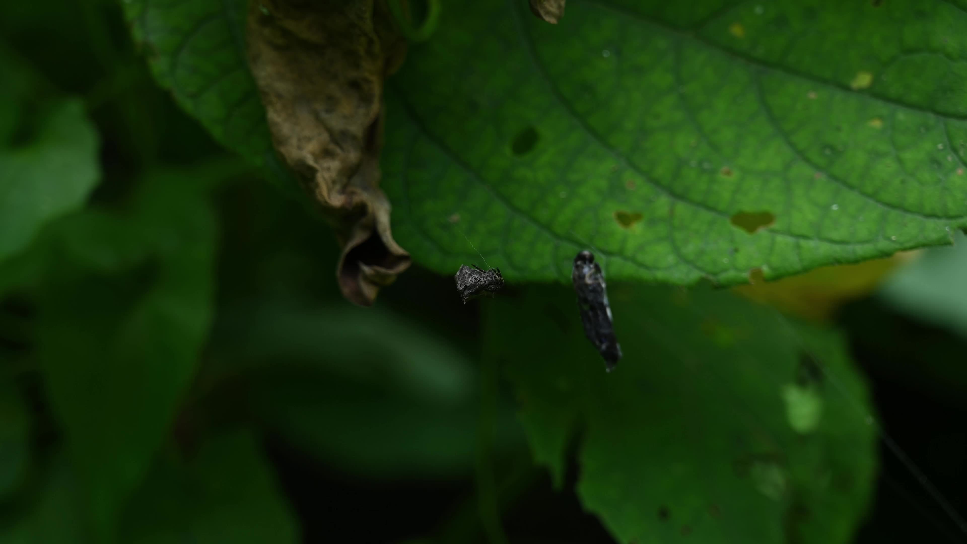 Abandoned-web Orb-weaver (Parawixia Dehaani) Hunted Black Soldier Fly (Hermetia Illucens) - Animal India 