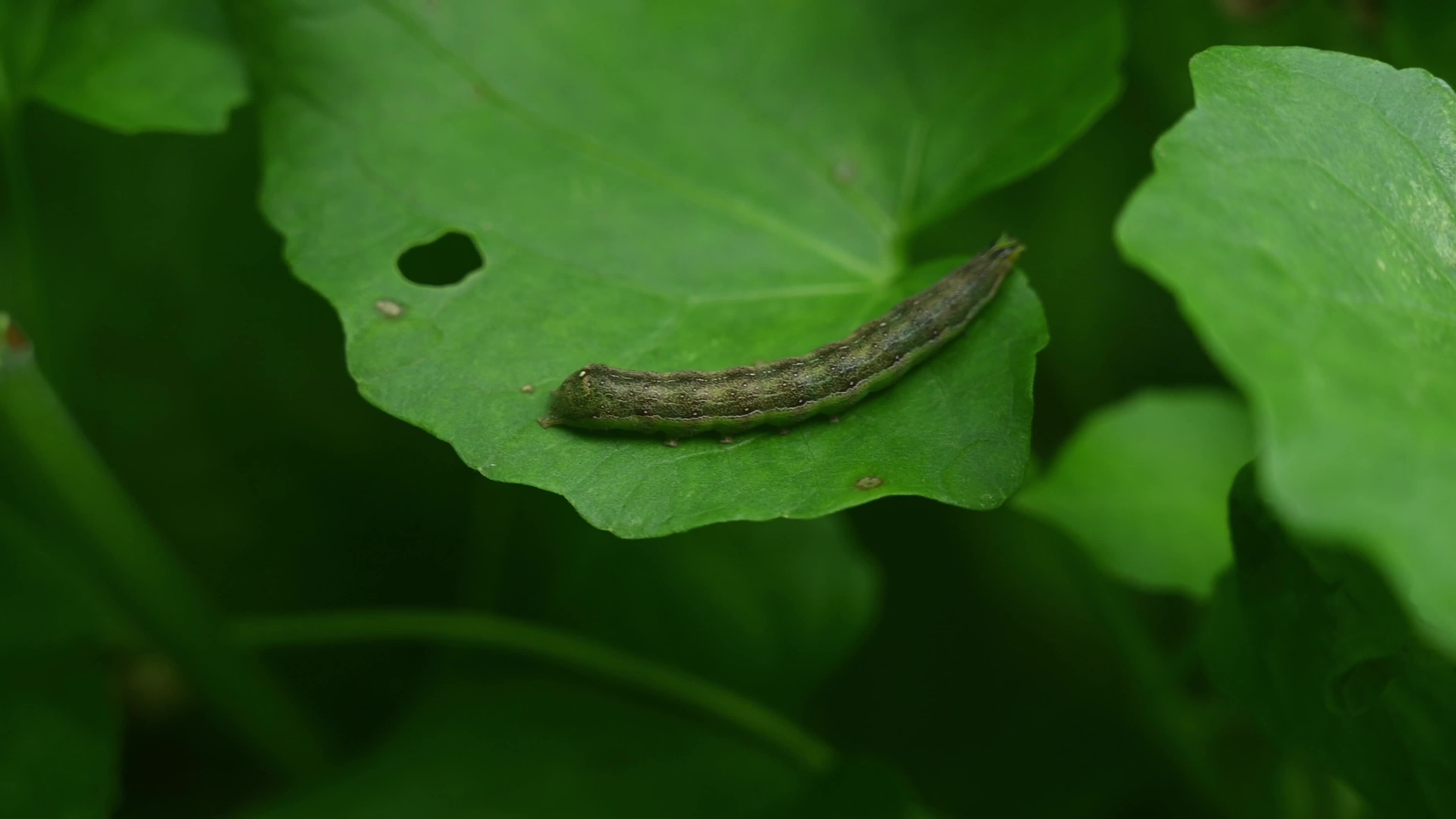 Armyworms Invading - Agricultural Pest 