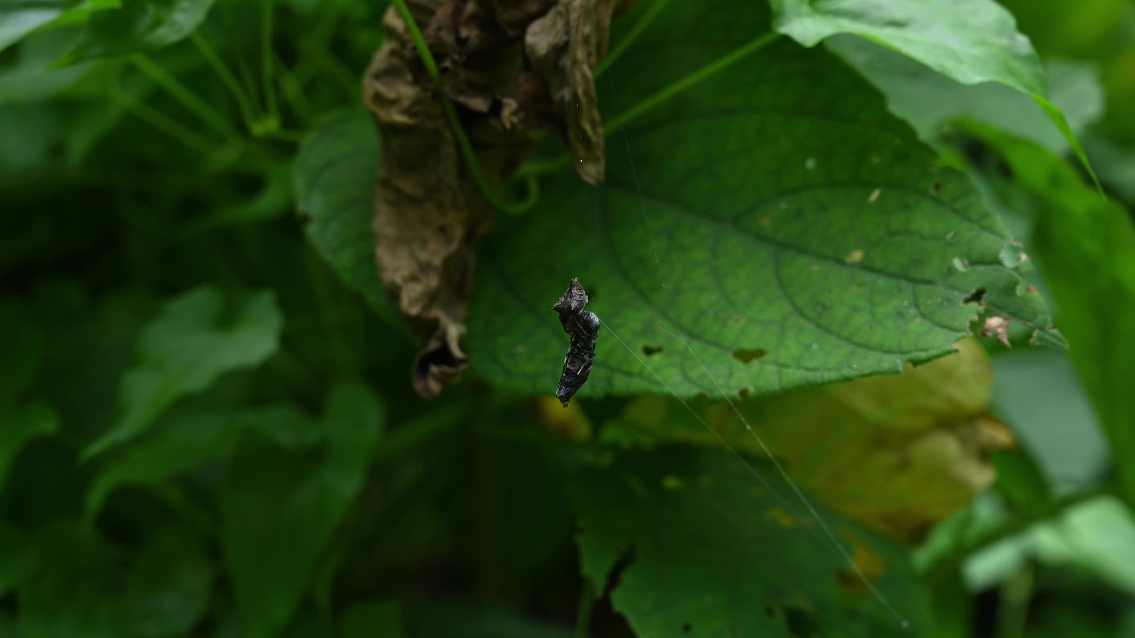 Abandoned-web Orb-weaver (Parawixia Dehaani) Hunted Black Soldier Fly (Hermetia Illucens) - Animal India 