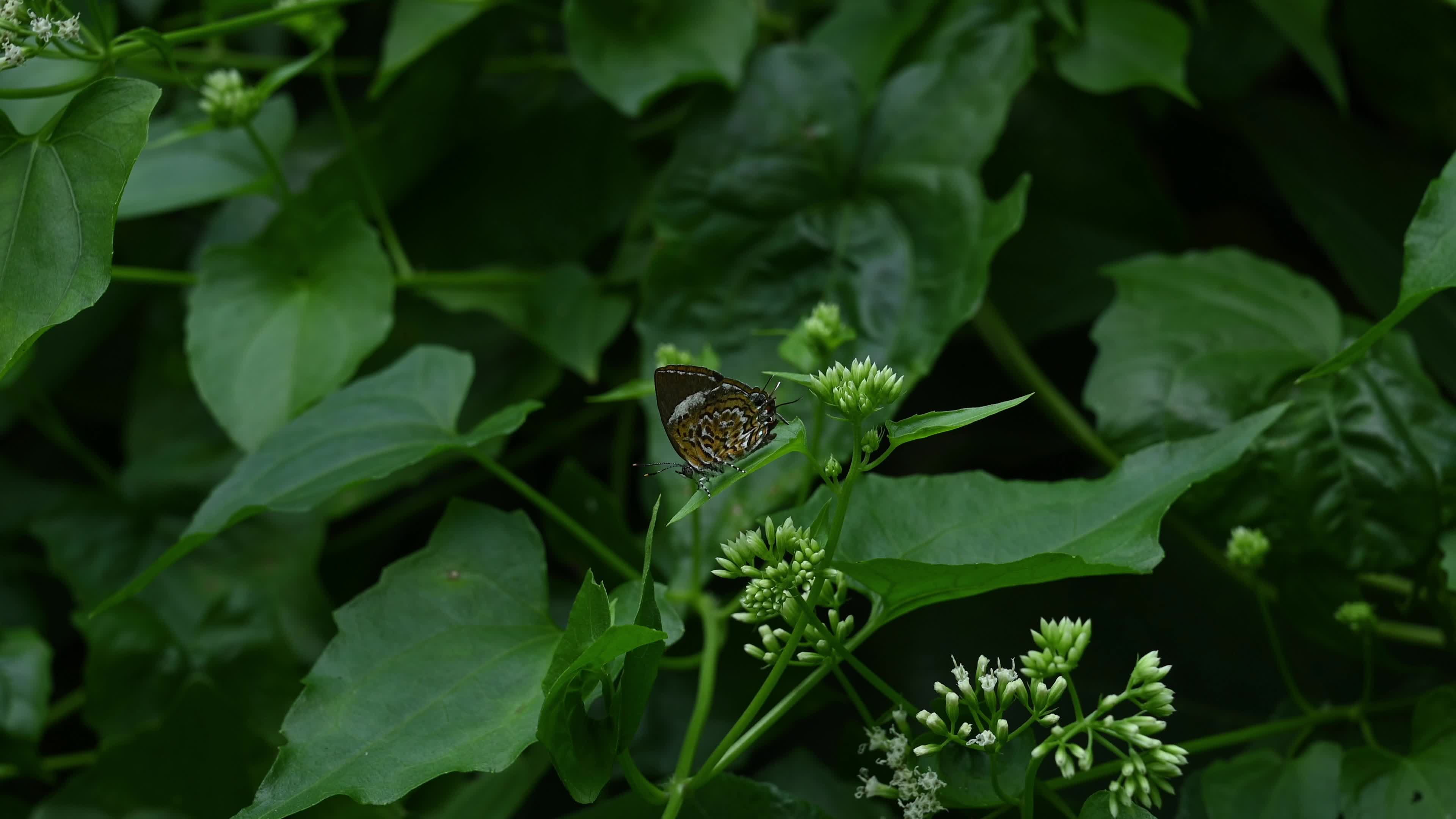 Monkey puzzle butterfly - Rathinda amor - Animal India 